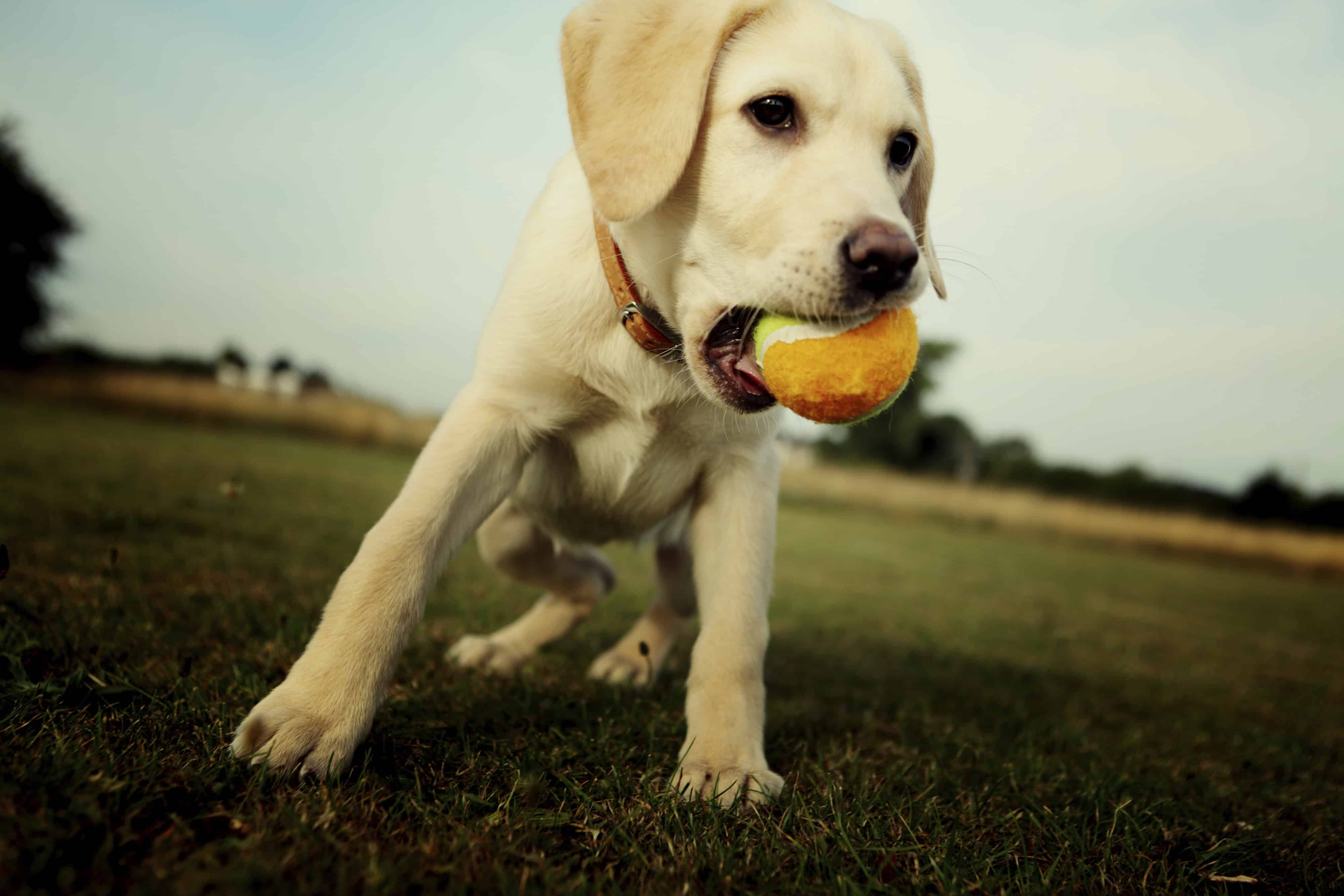 Camp Bow-wow: Dog Park Etiquette For the Best Experience