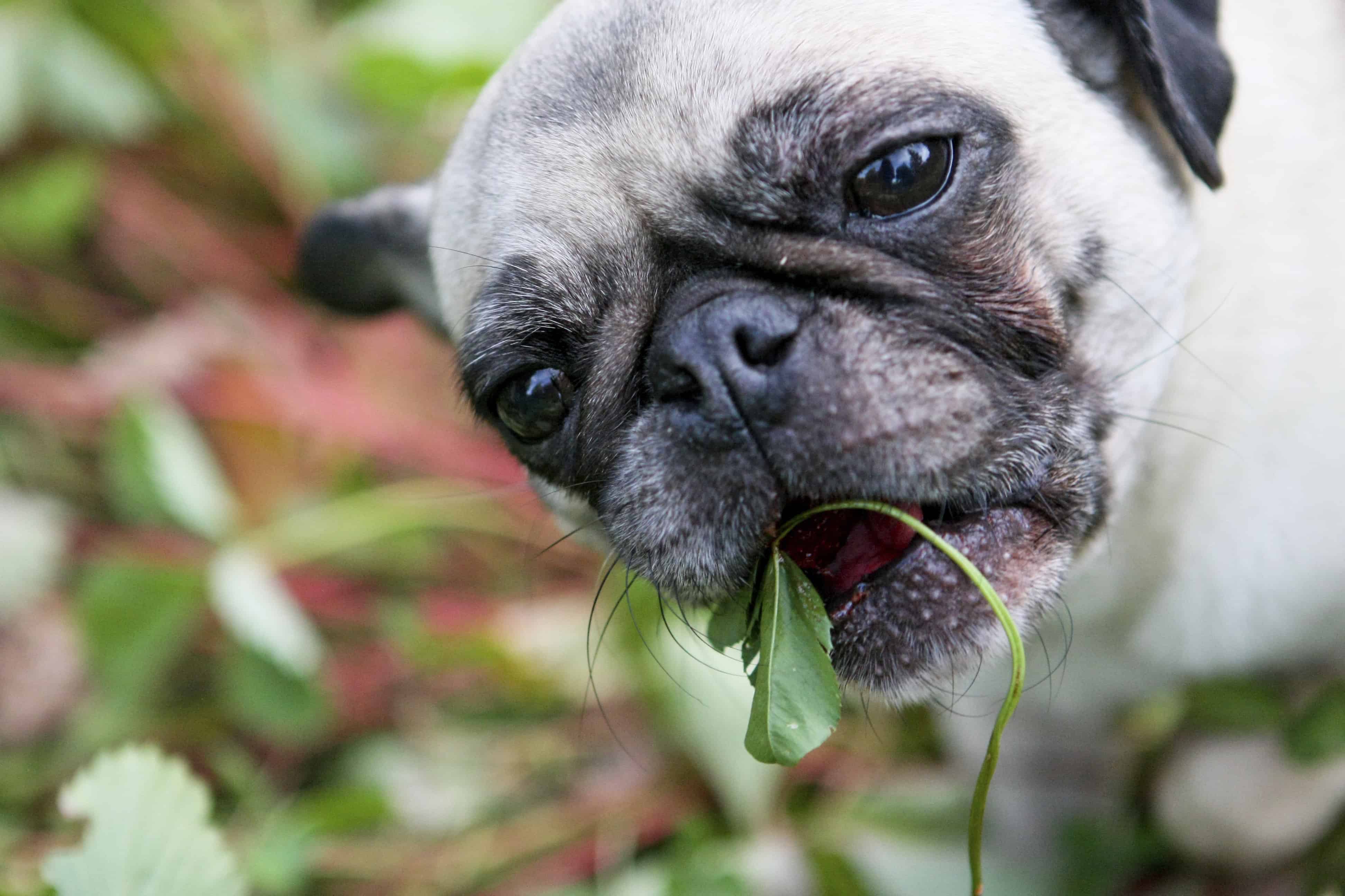 Summer Safety: Steer Clear of Summer Pet Toxins