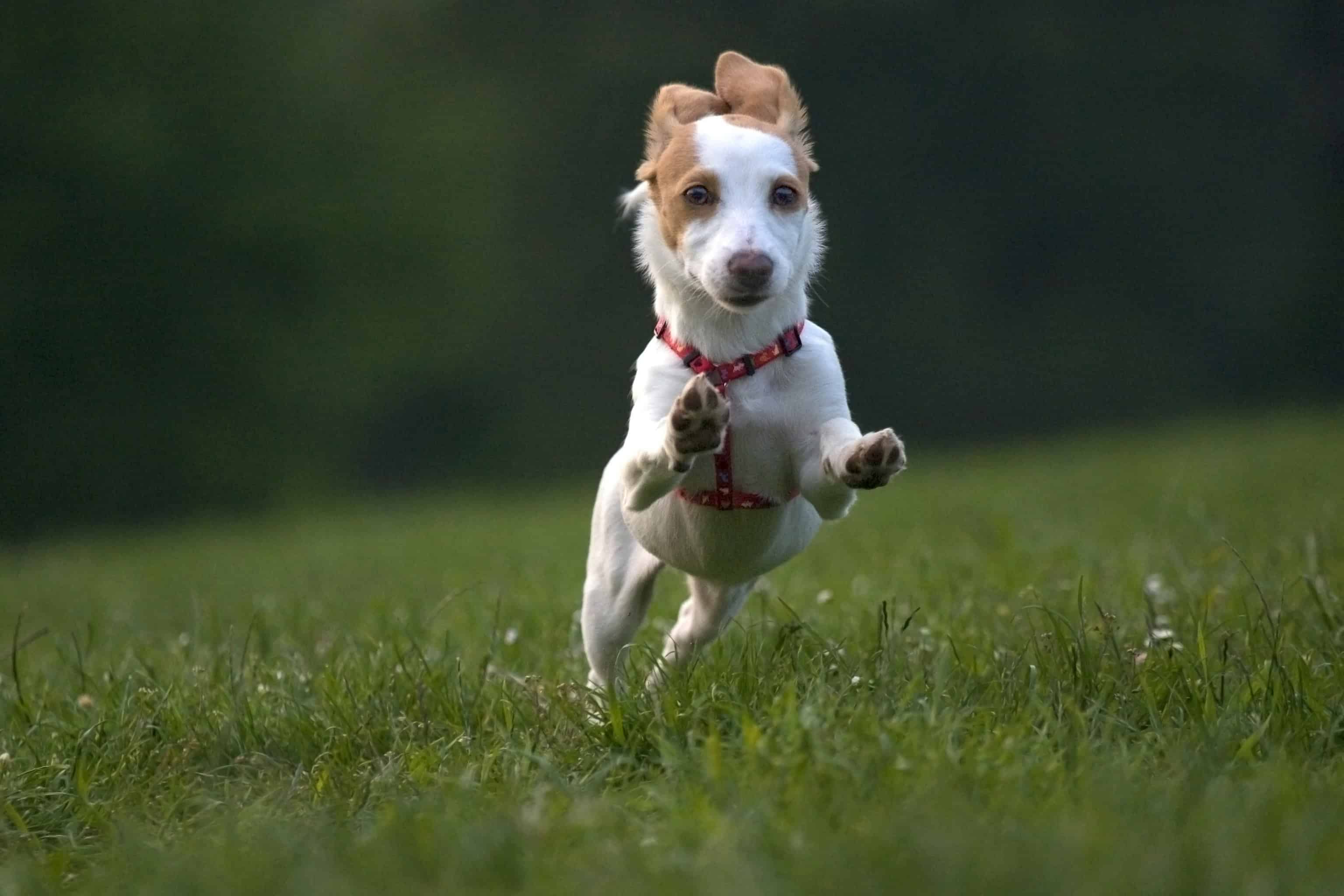 Pet Playground: Creative Ways to Inspire Pet Exercise