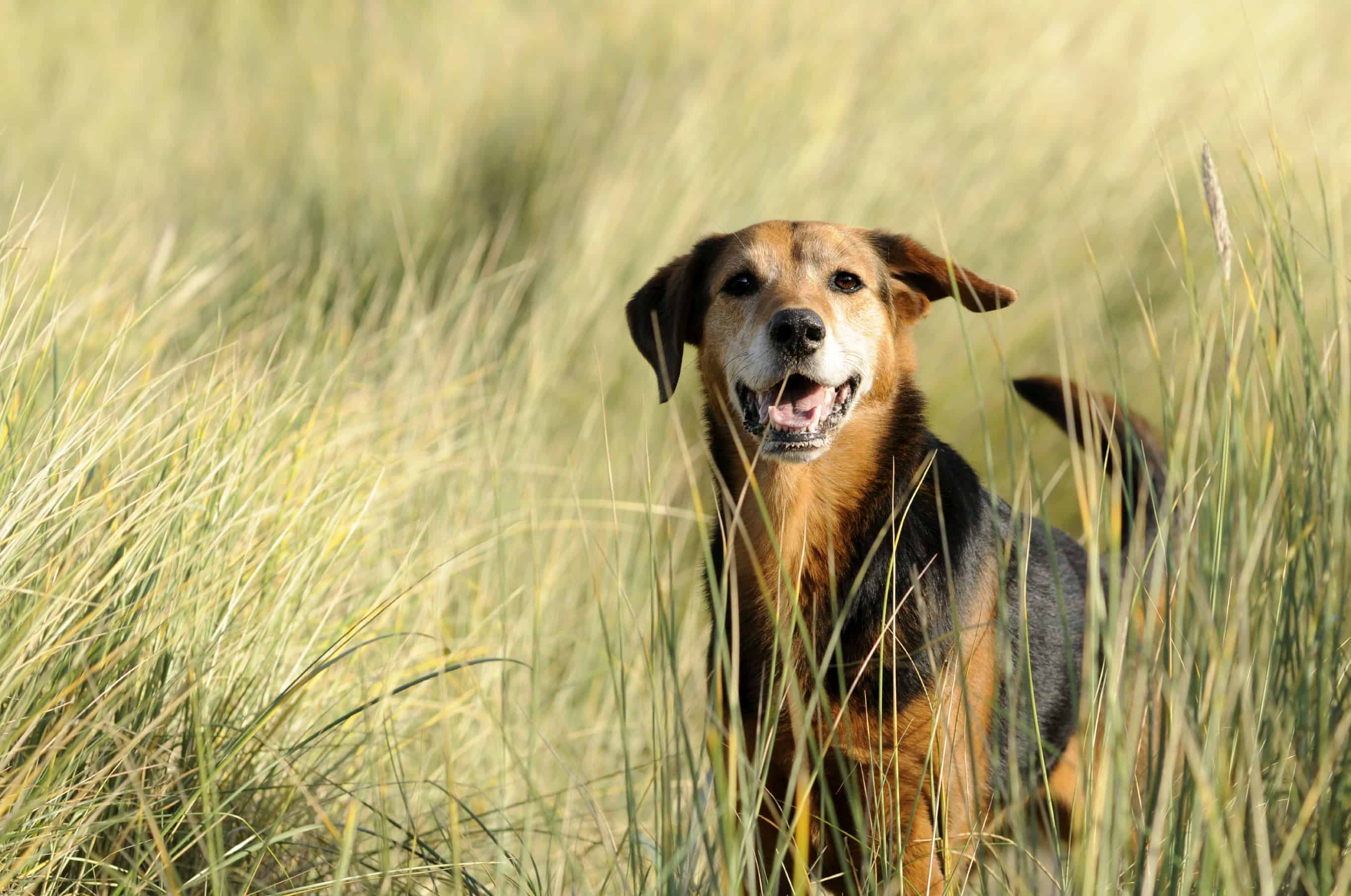 Pet Sunscreen and Bug Spray: Why You Should Use Them