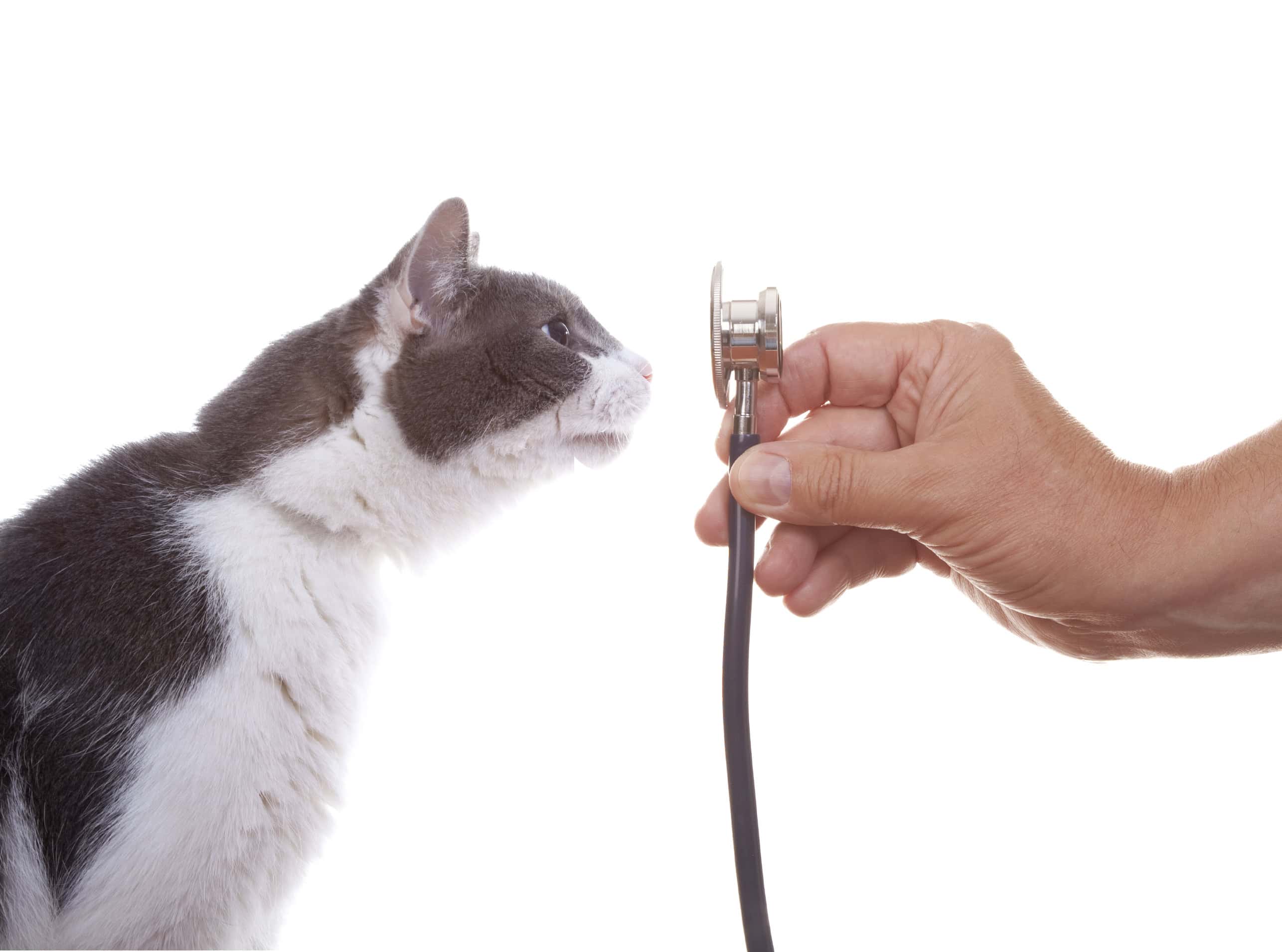 A Spotlight on Feline Health: Determining When a Cat is Sick