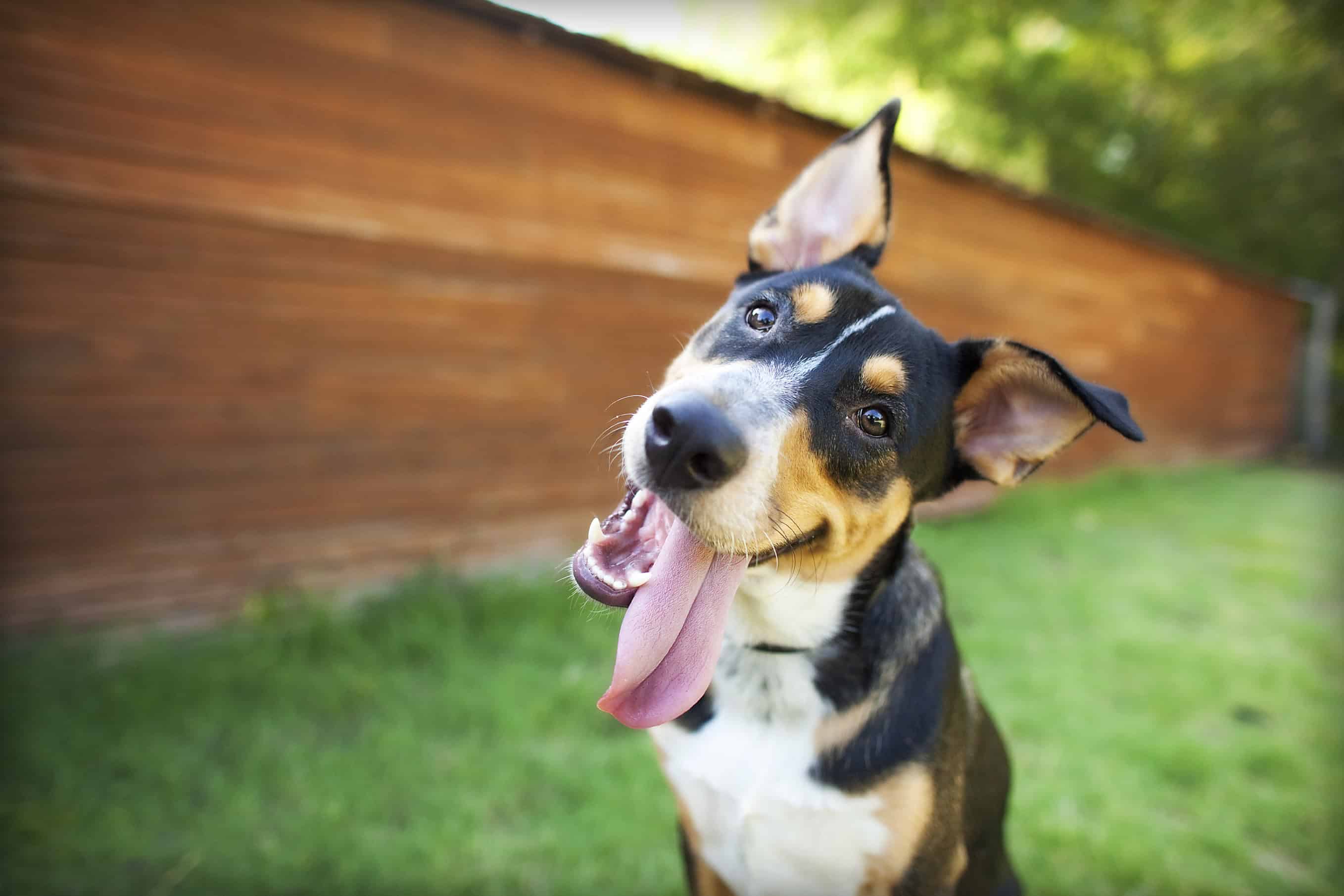 It’s That Time Again: National Dog Week Is Here!