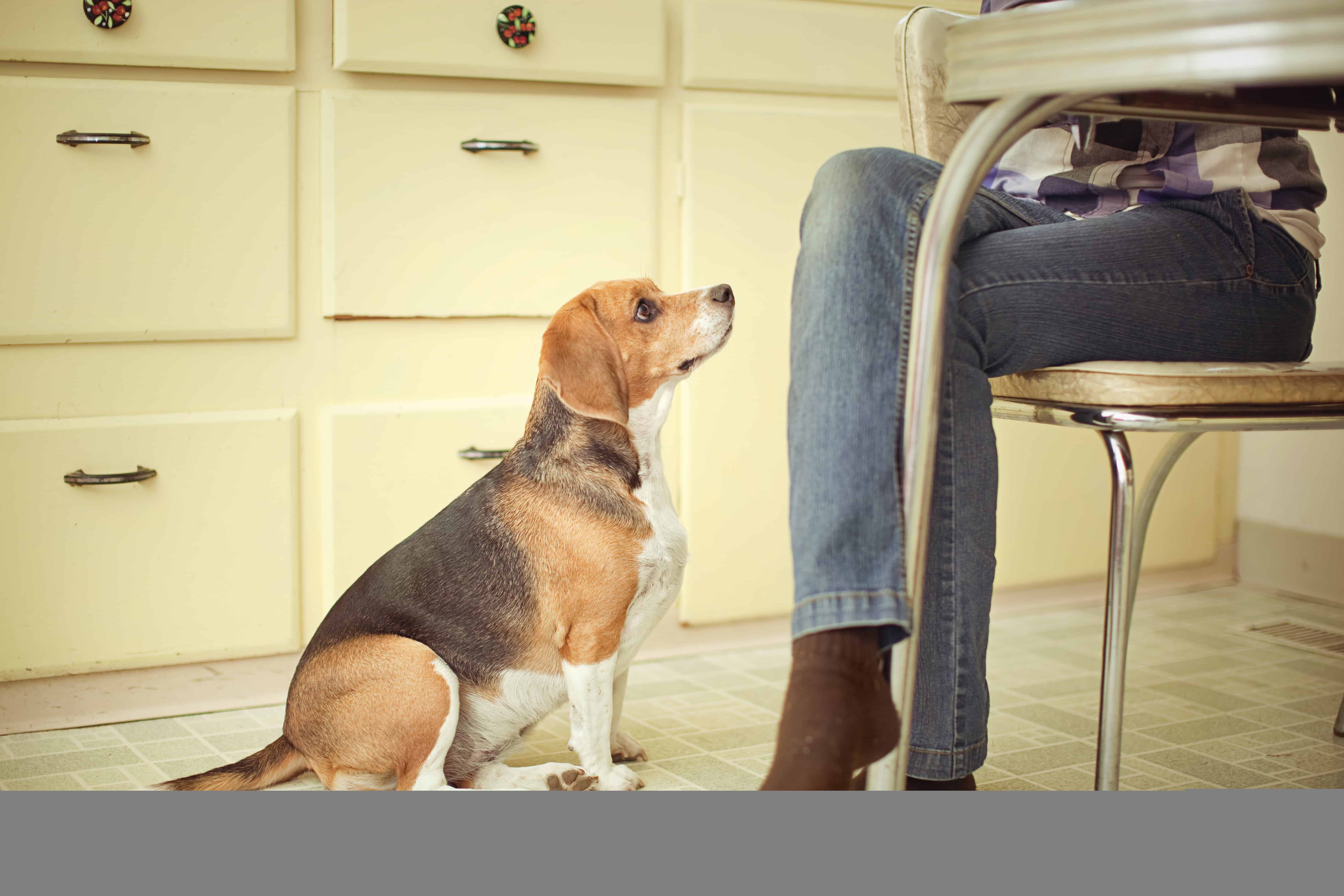 Will Your Pet’s Behavior Change When The Kids Return To School?