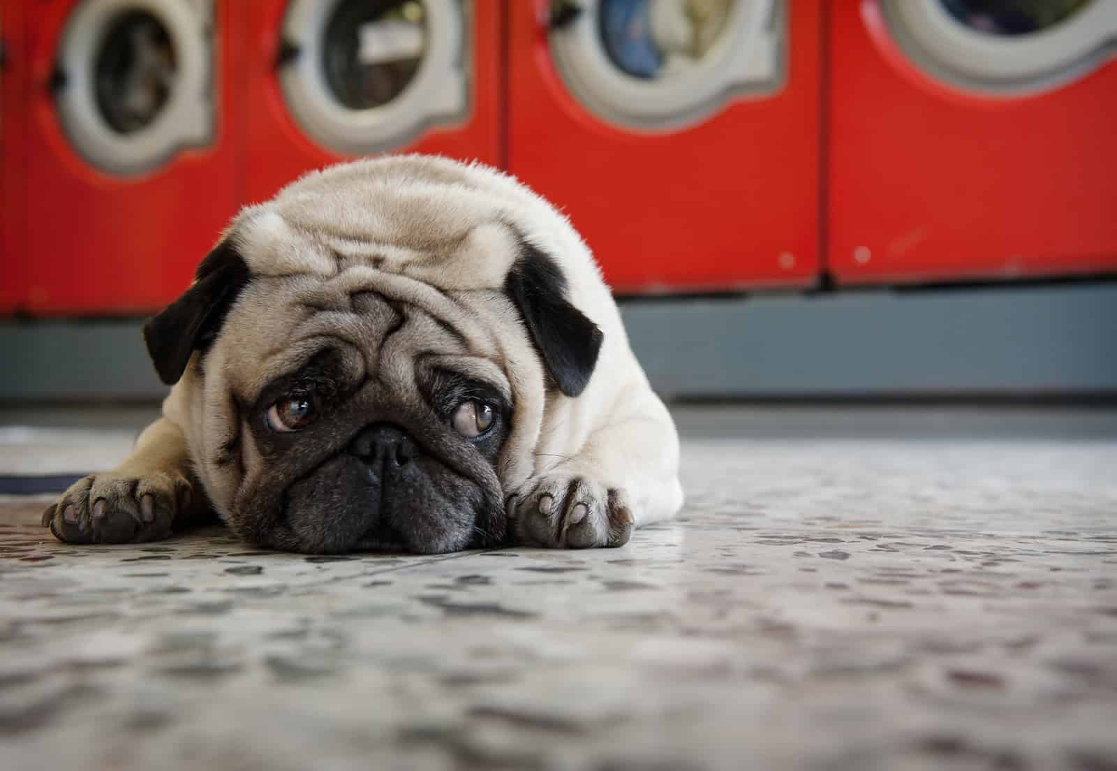 Laundry Detergent Pods and Pets: A Hidden Danger