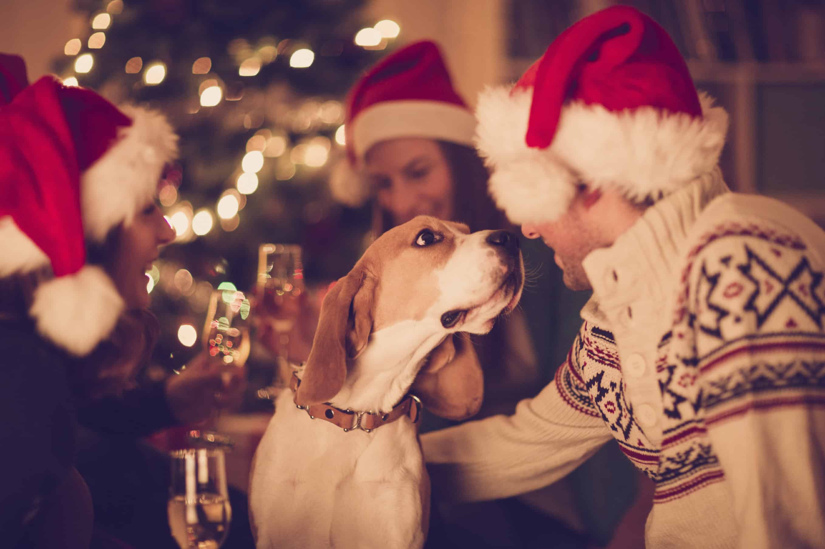 The Most Wonderful Time Of The Year: Celebrating The Holidays With Pets