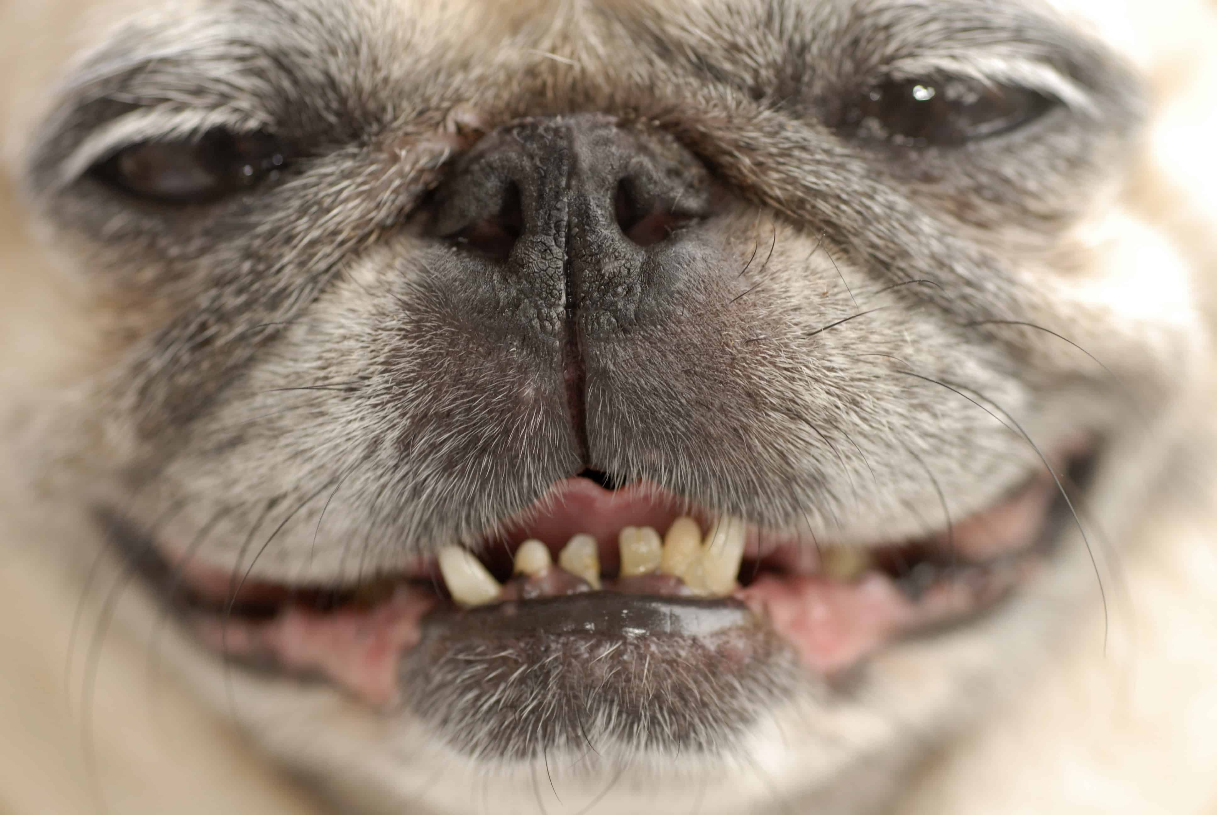 Bad Breath in Pets: How to Enjoy Your Pet’s Kisses