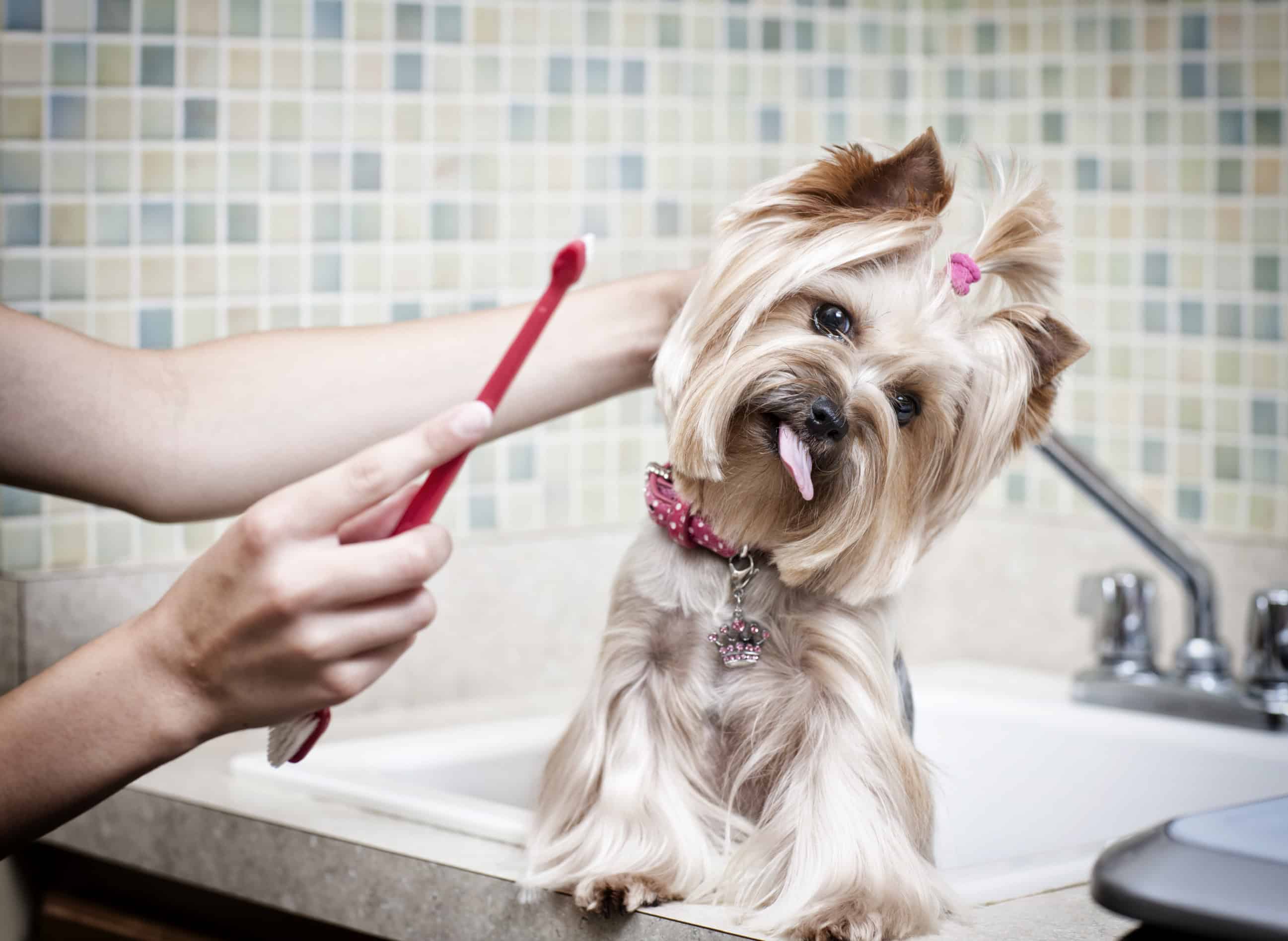 Tiny Bites: All About Pet Dental Care