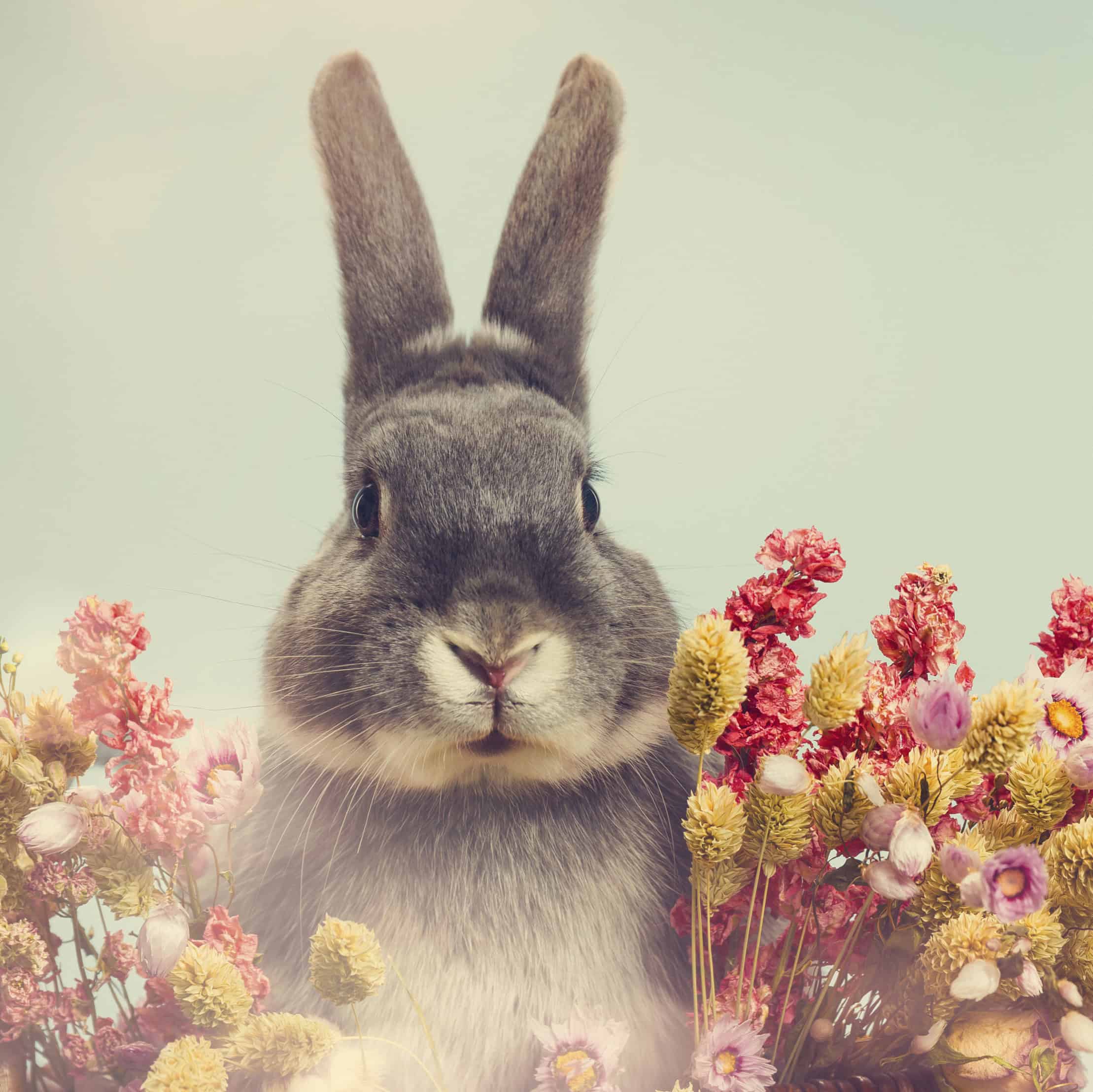 Hoppy Spring: Pet Friendly Easter Ideas