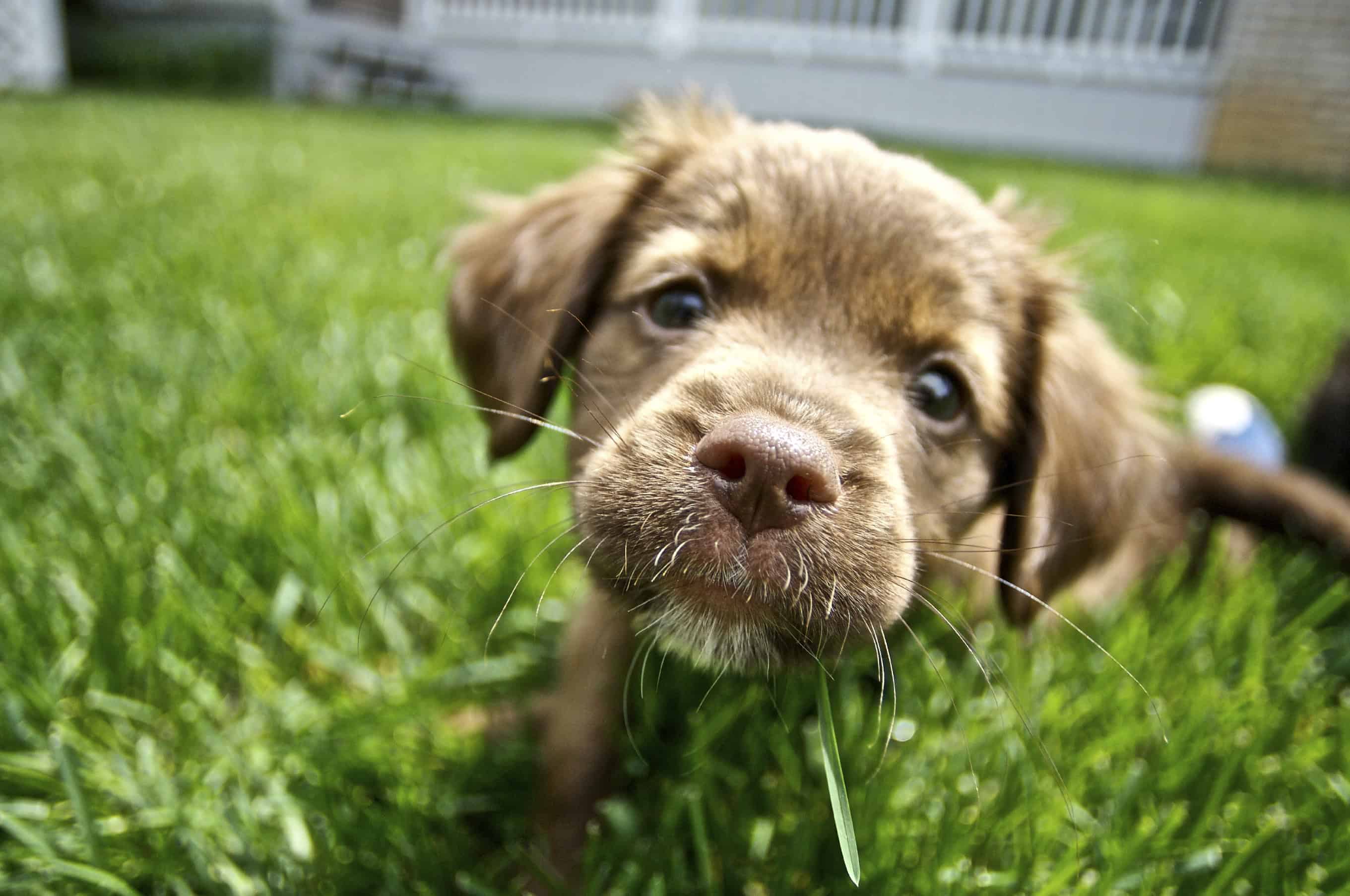 Recognize the Mysterious and Deadly Signs of Dog Bloat