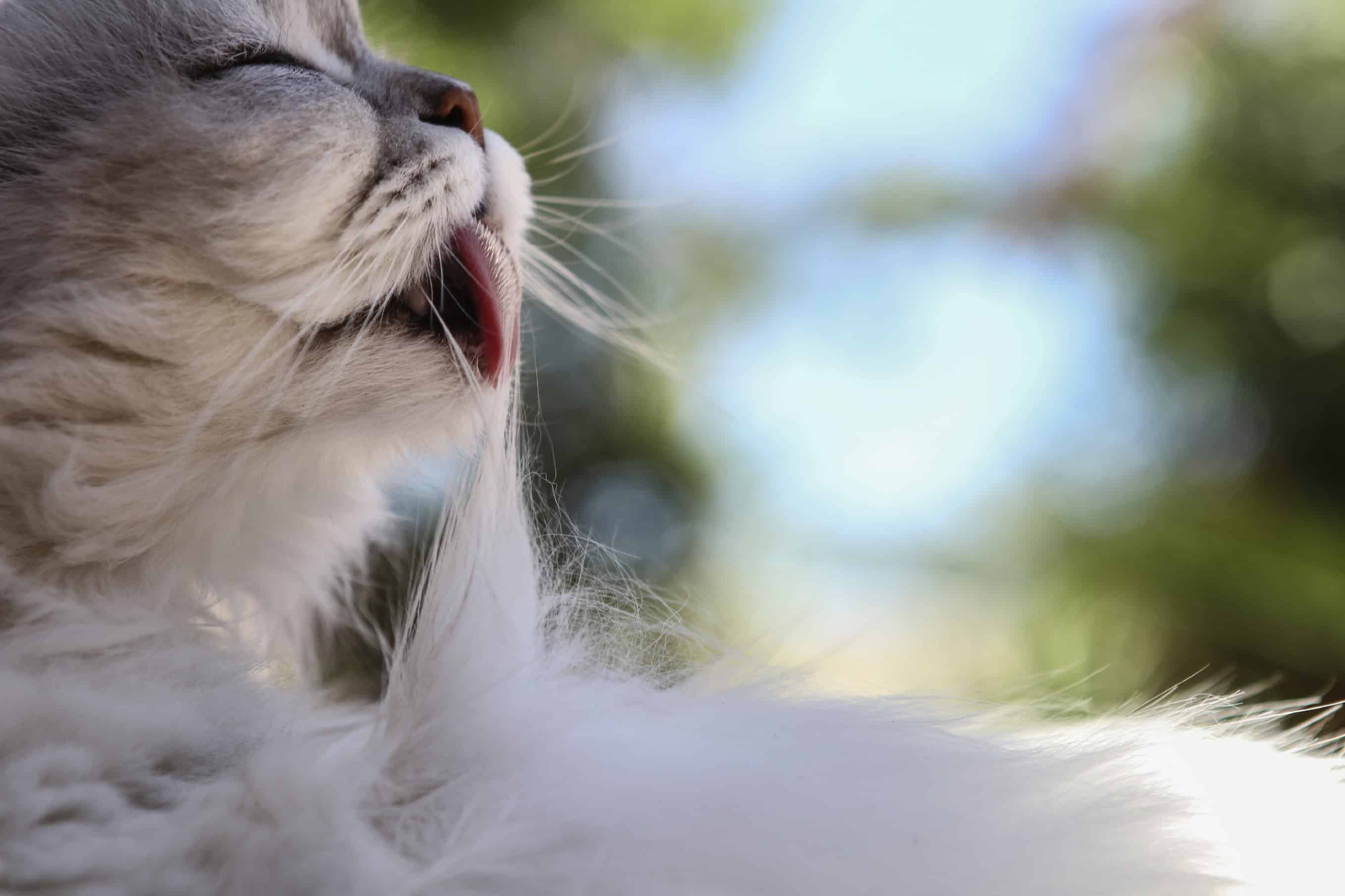 Feline Behavior: Understanding How Cats Socialize