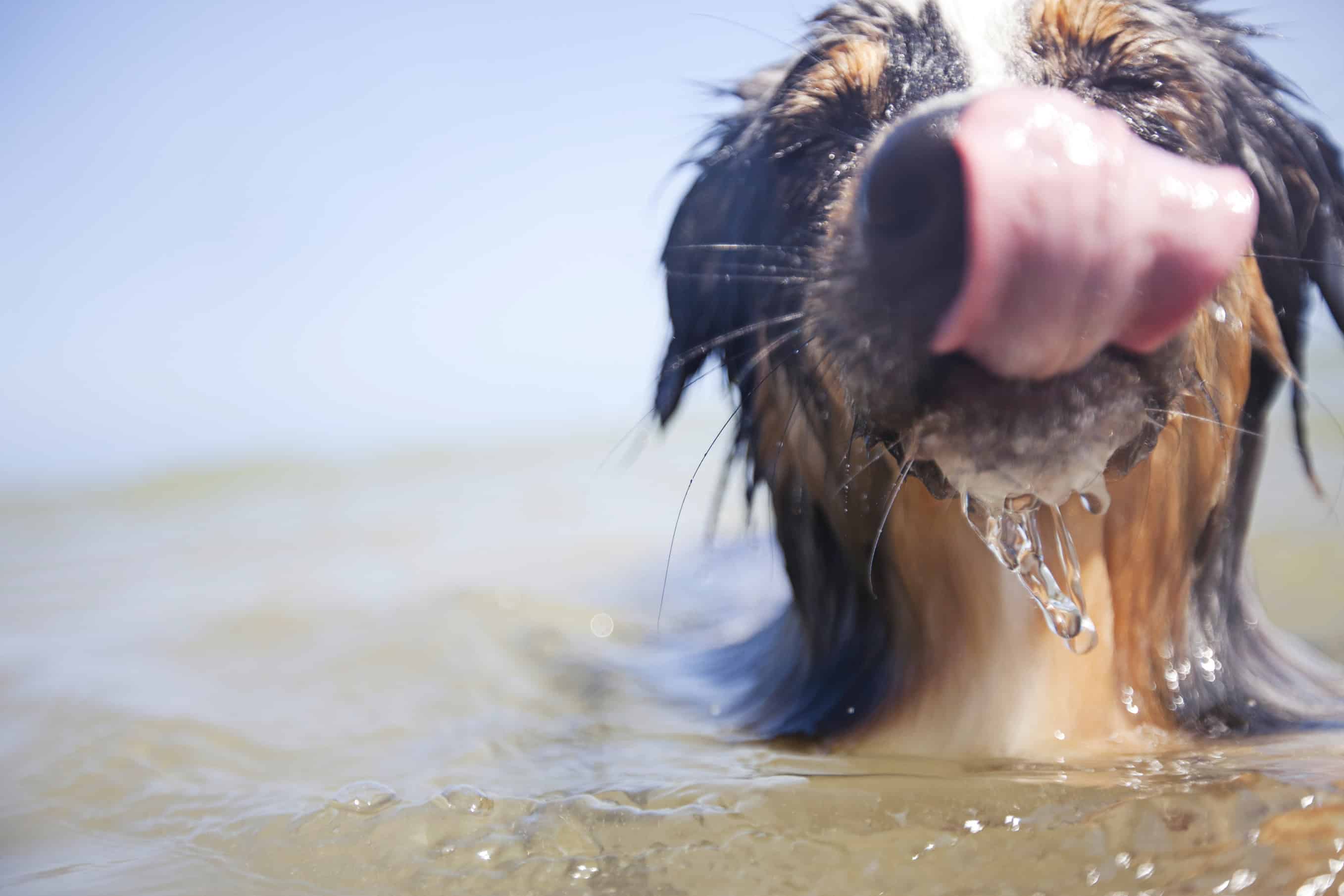 Splash-Happy Fun: Teaching Your Dog to Swim