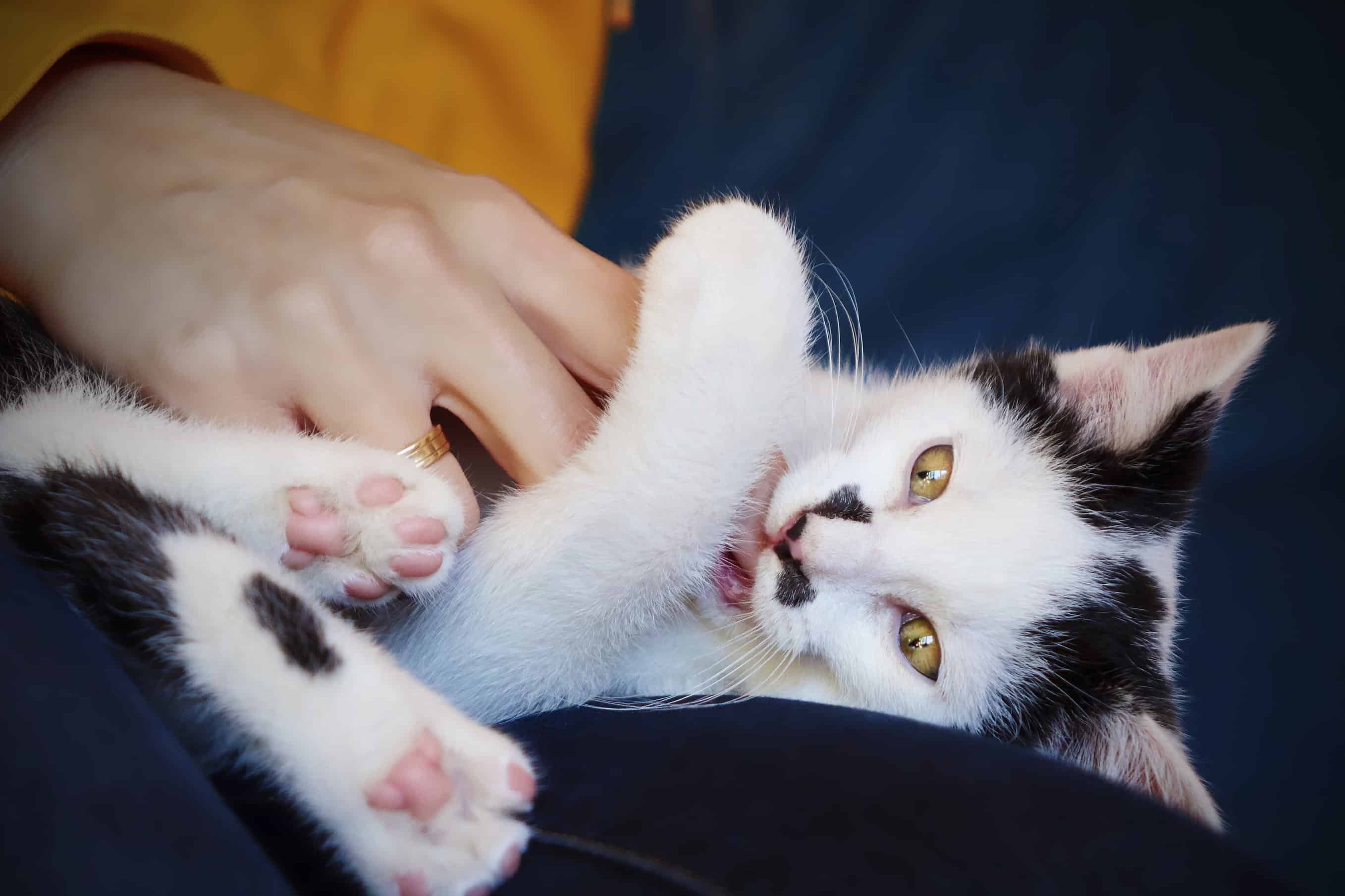 From Meow to Ow! Examining Why Cats Bite