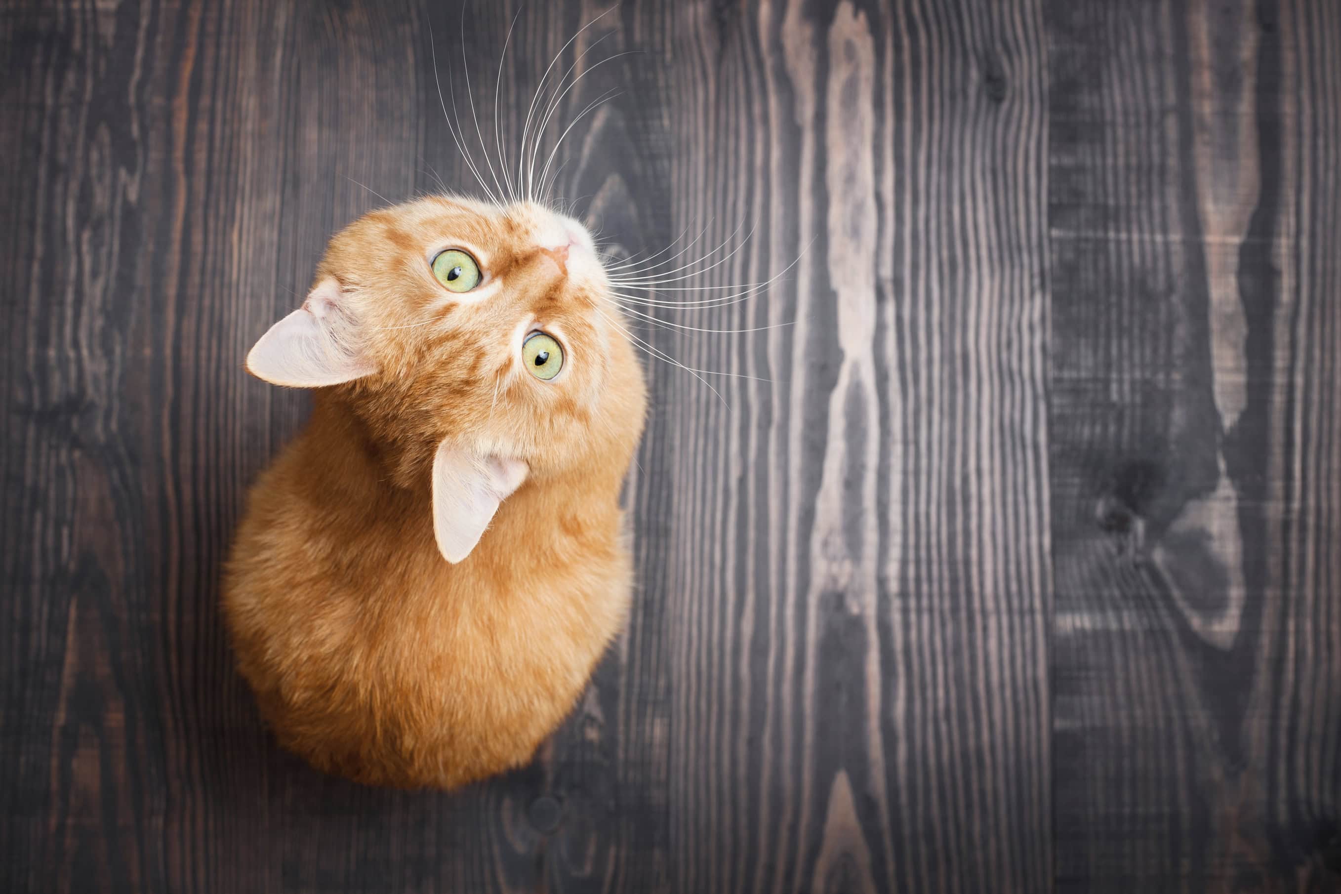 Happiness Found: Why You Should Groom Your Cat