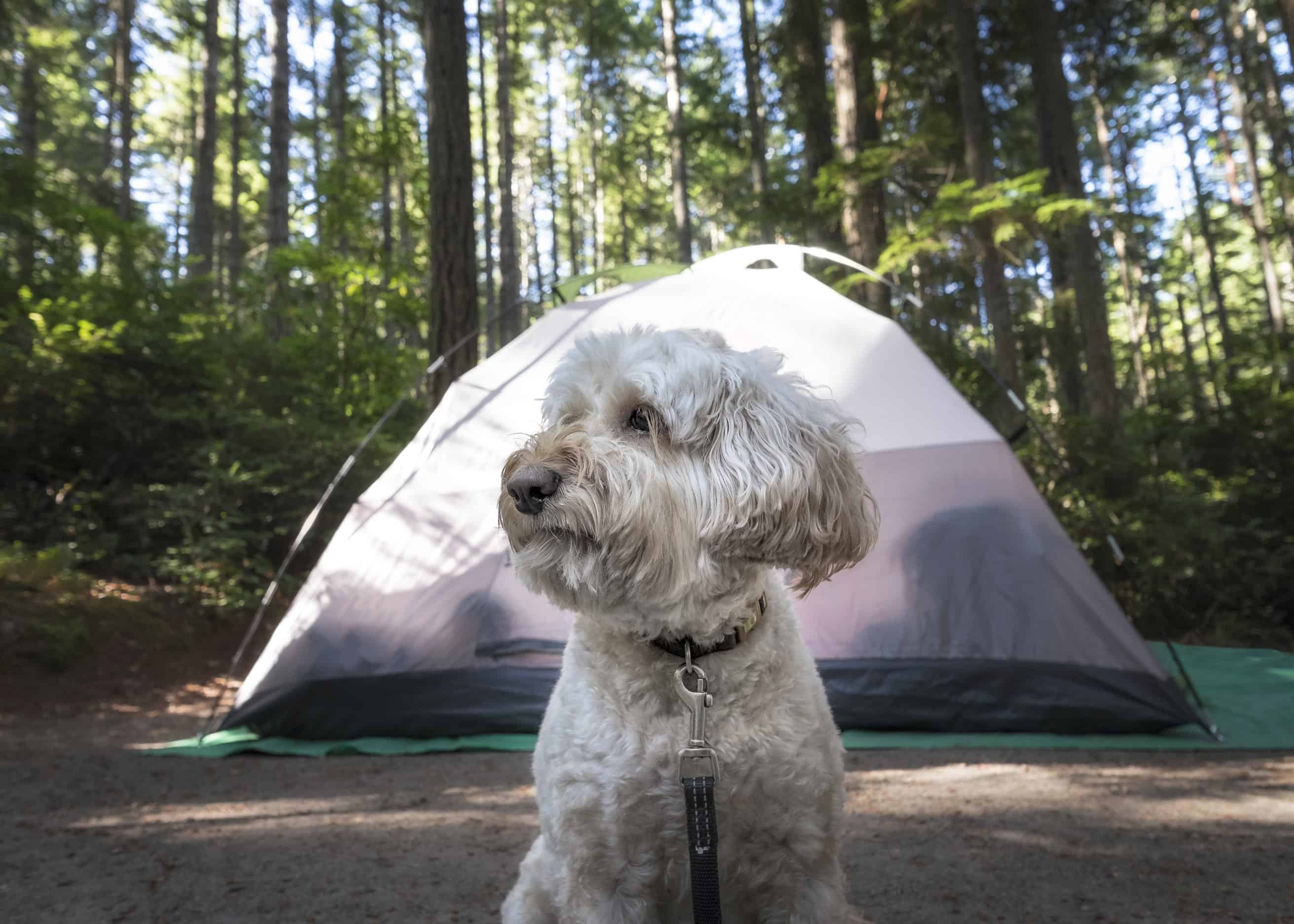 Camping with Pets: Preparing for a Great Outdoor Adventure