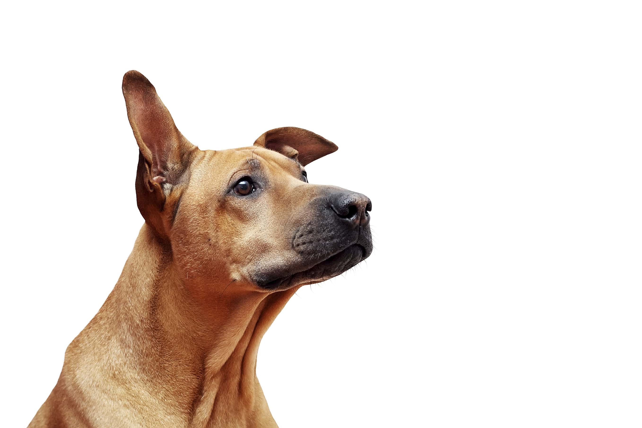 Listen Up! The Importance of Keeping Pet Ears Clean