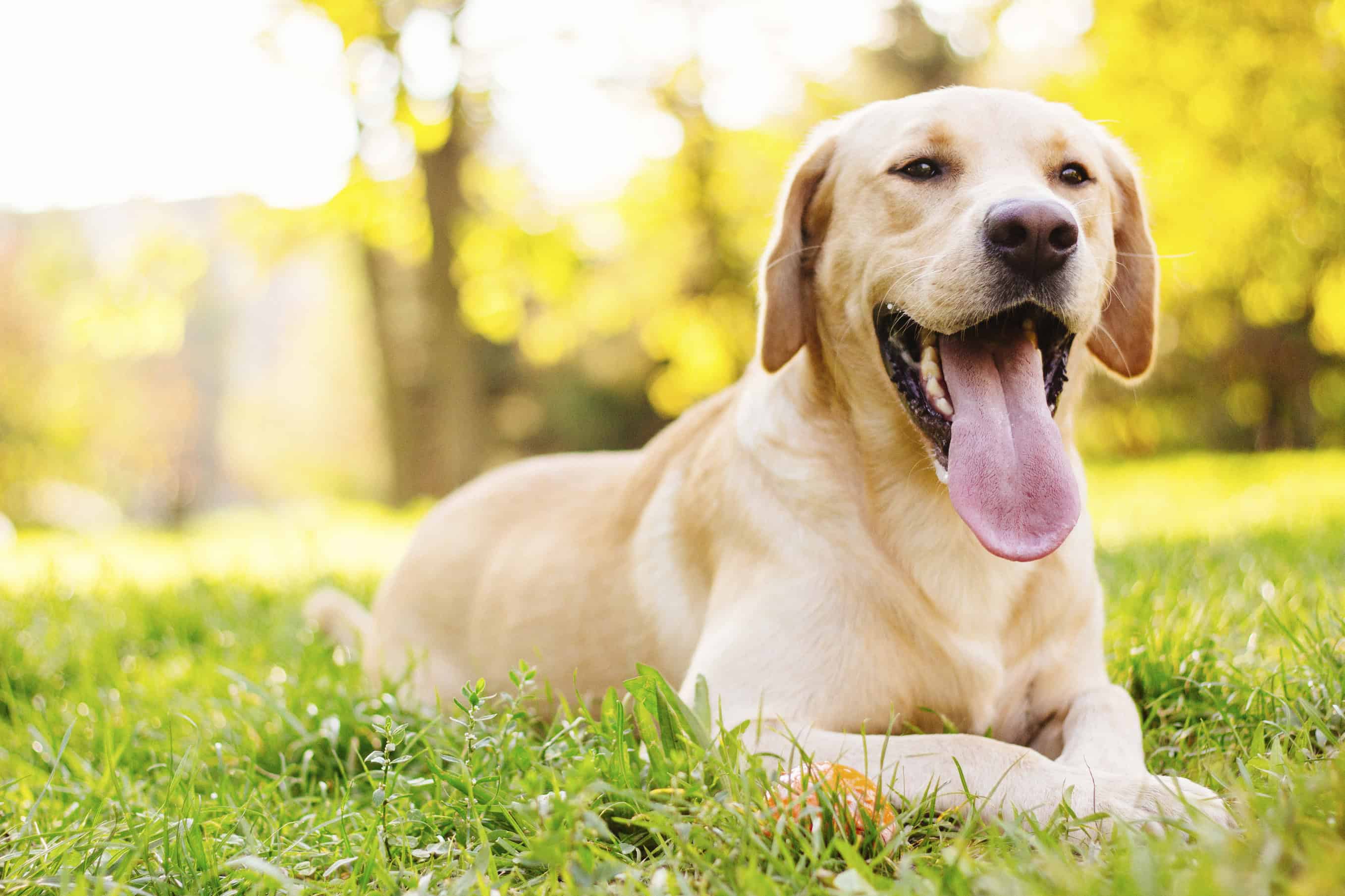 Heatstroke in Pets: Still on the Rise?