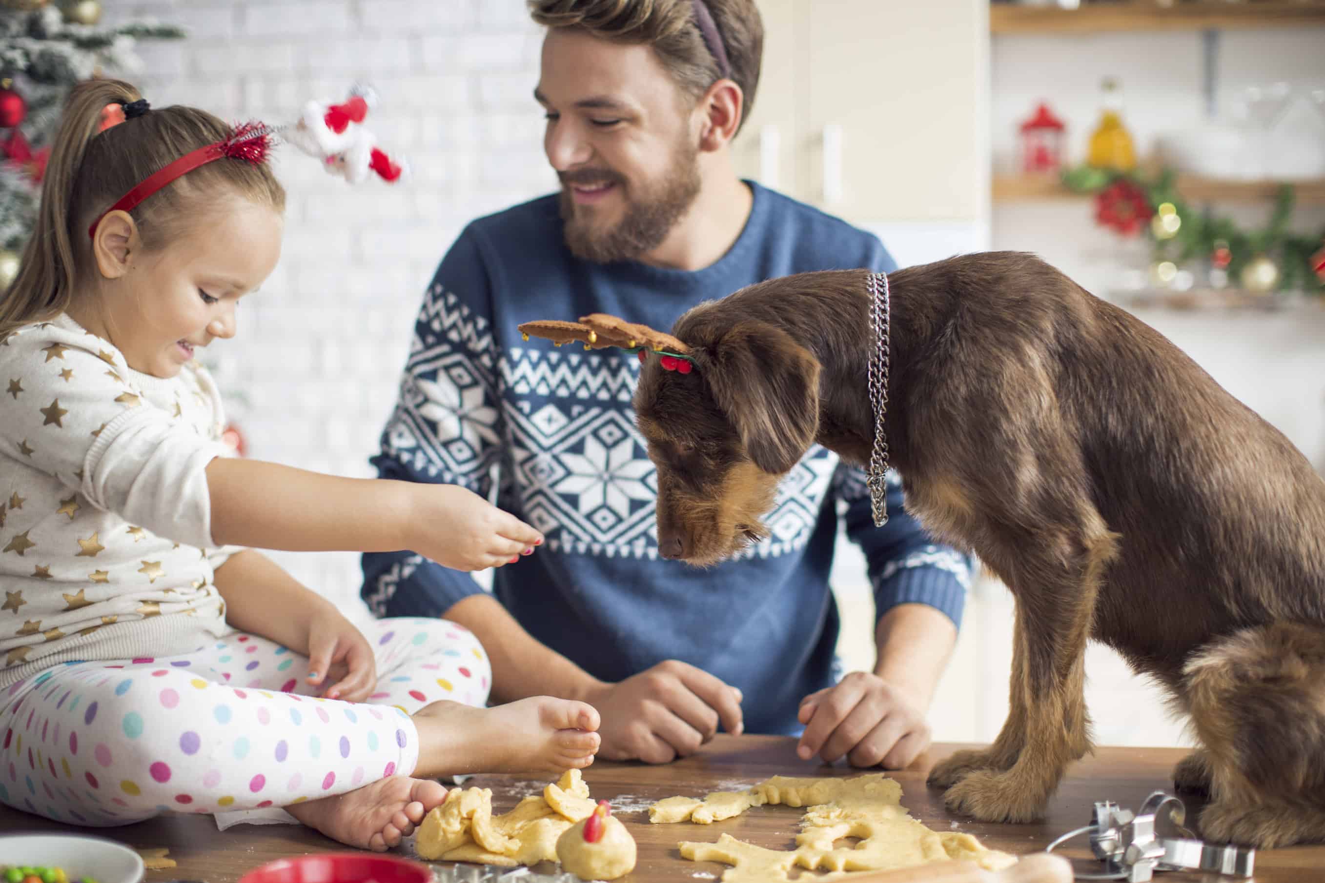 New Traditions: Suggestions for Sharing Thanksgiving With Your Pet