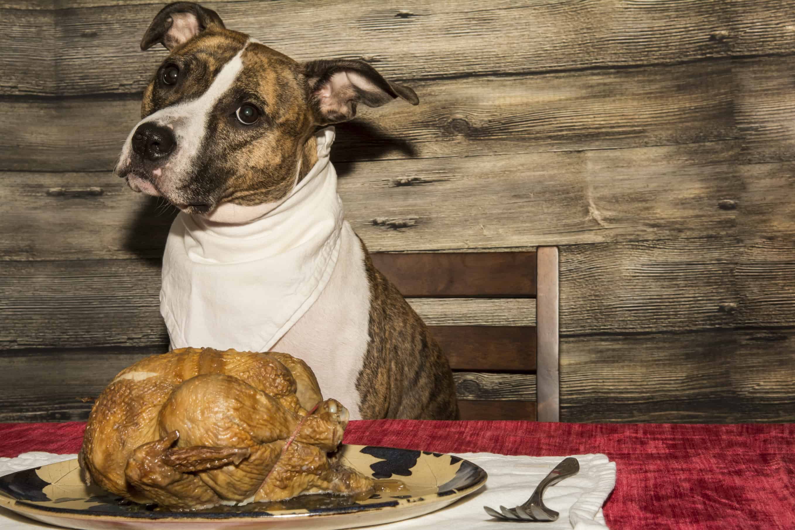 Avoid Pancreatitis in Pets This Holiday Season