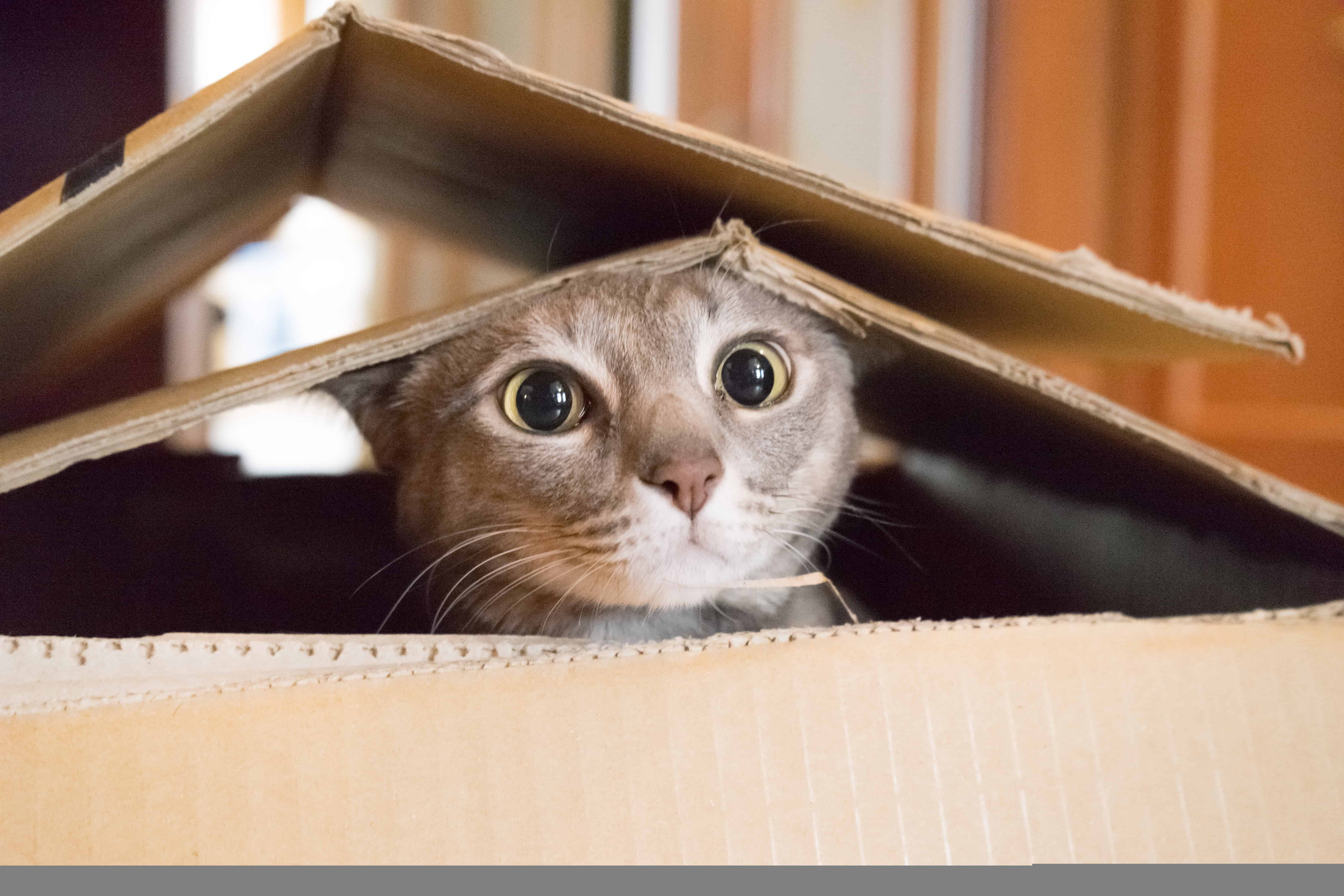 Kitty Conundrum: Why Do Cats Love Boxes?