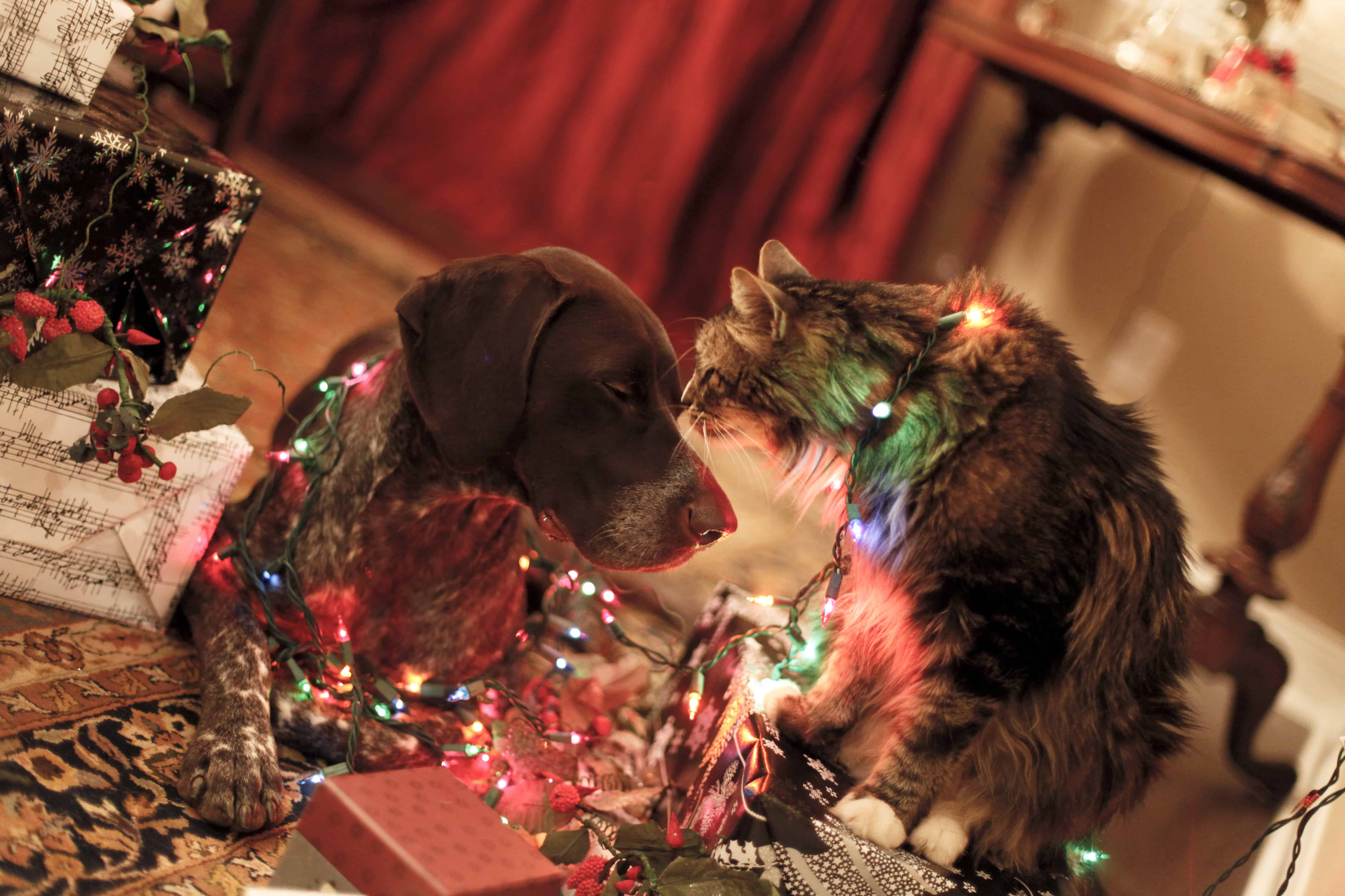 Good Combo? The Truth About Holiday Plants and Pets