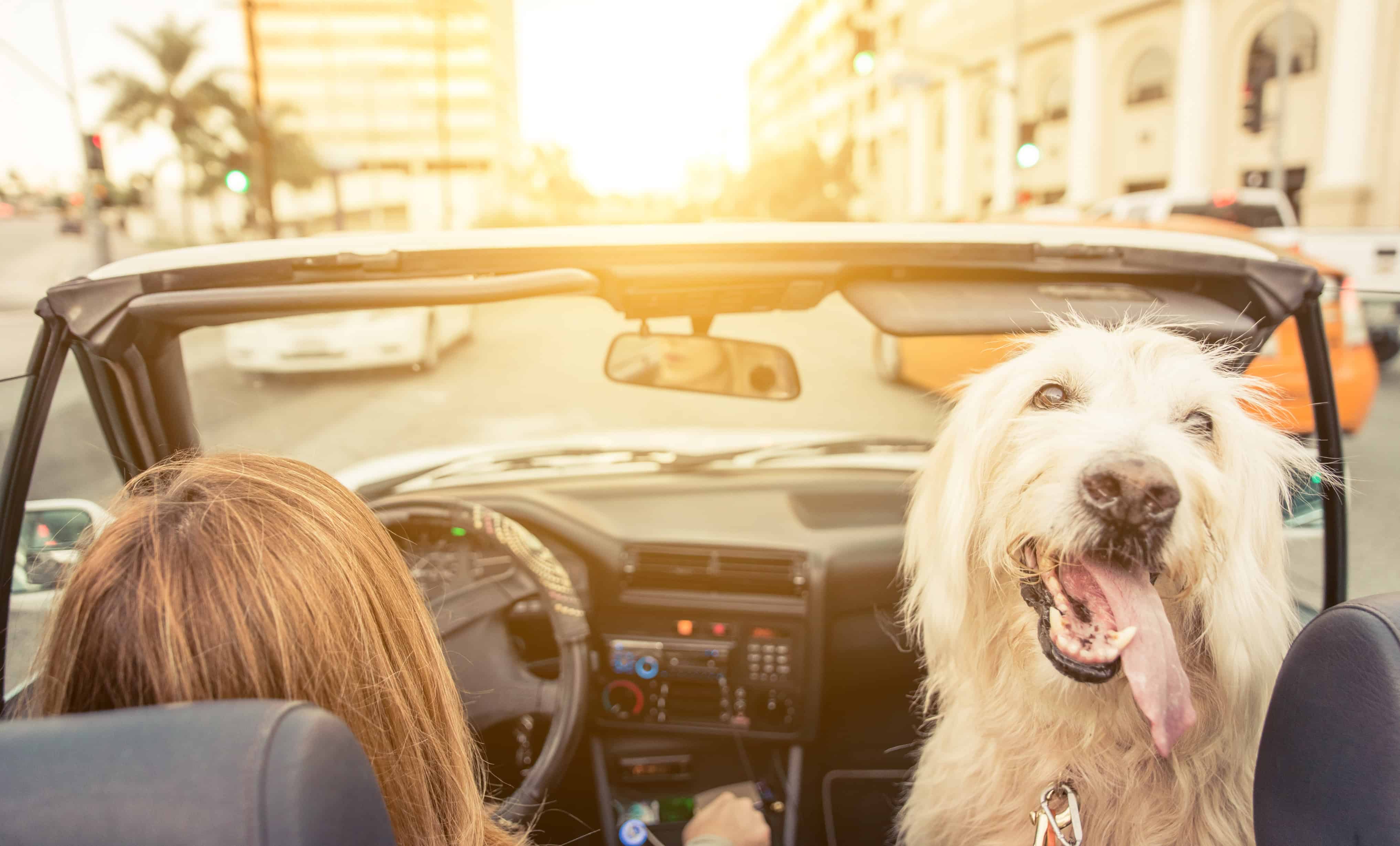 Are We There Yet? Enjoying Spring Break With Your Pet and Kids