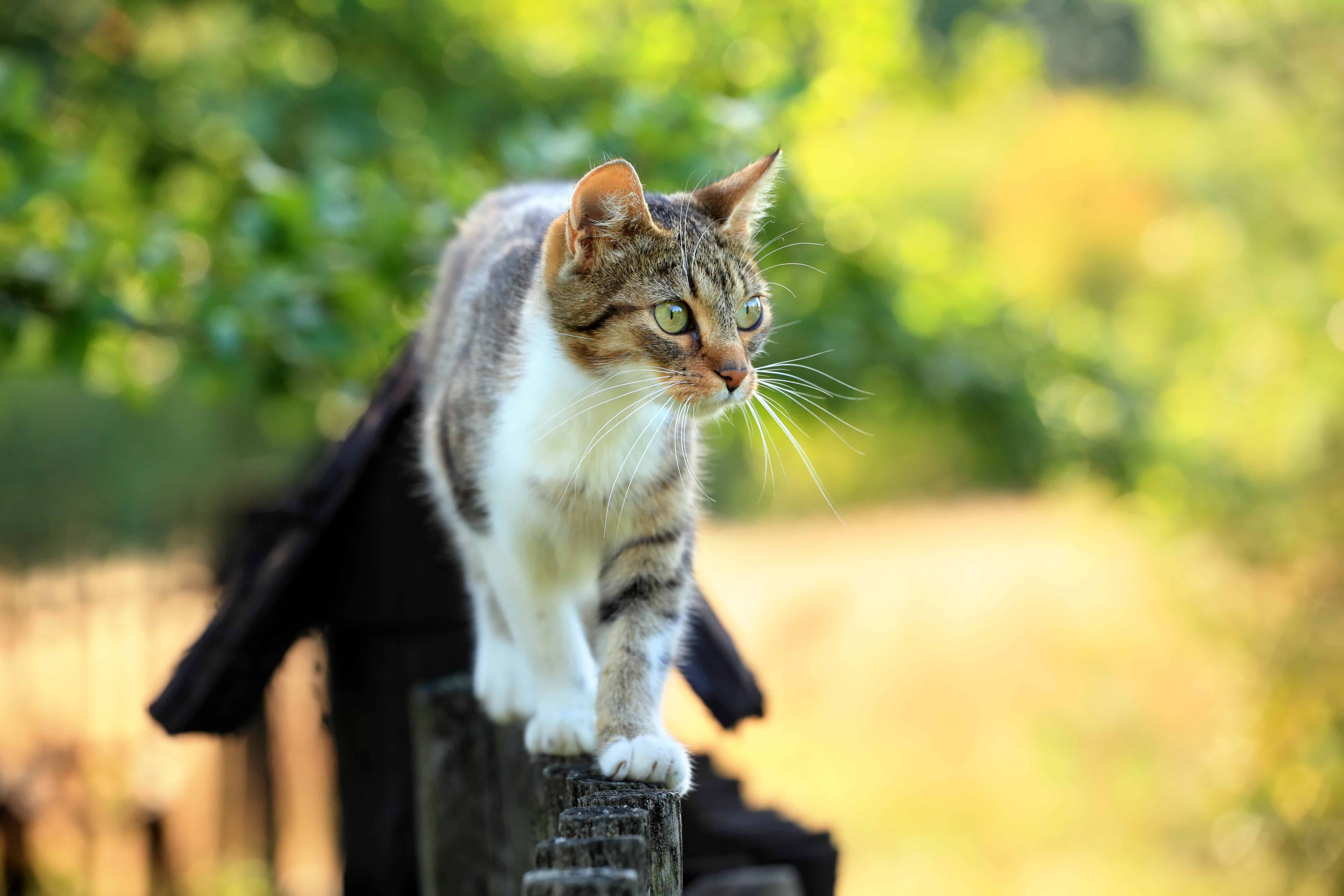 Preventing Heartworm Disease in Cats