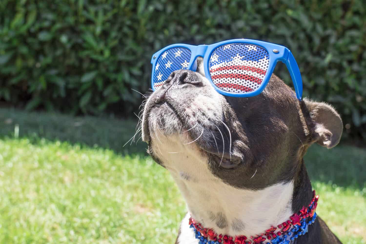 Boston Terrier Dog Looking Cute in Stars and Stripes Sunglasses Rocklin Ranch Veterinary Hospital