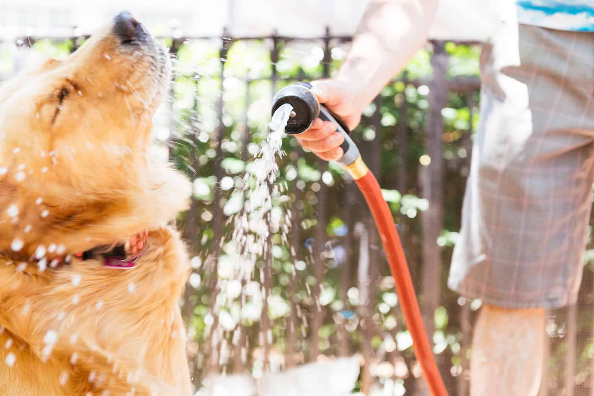 Preventing Dehydration in Pets