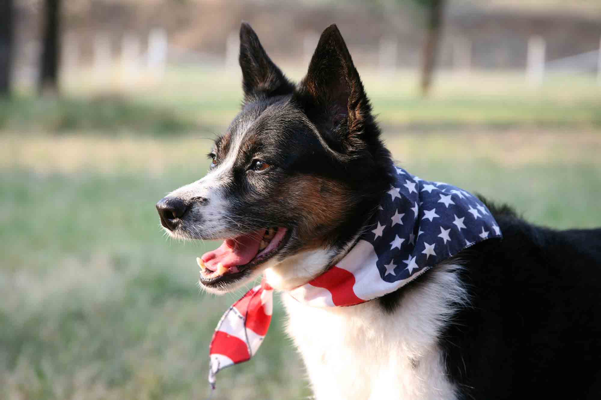 Find Freedom From Pet Anxiety and Stress This Independence Day