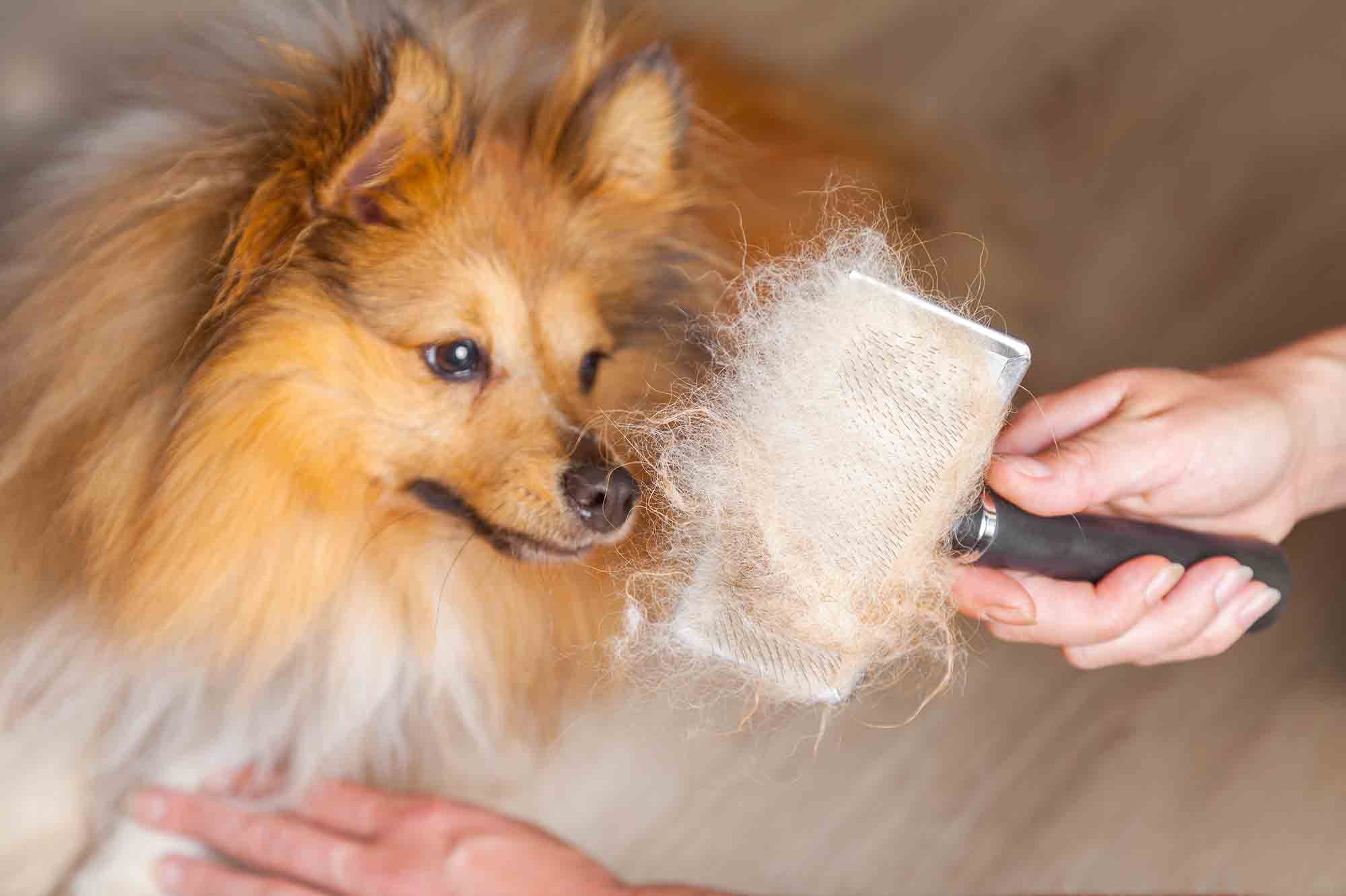 The Pet Hair Battle: Getting It Under Control for Good