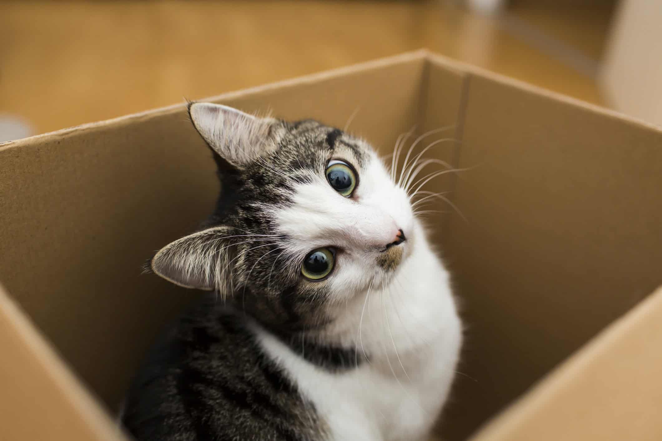 Moving? Understanding Feline Behavior Will Help Ease the Transition