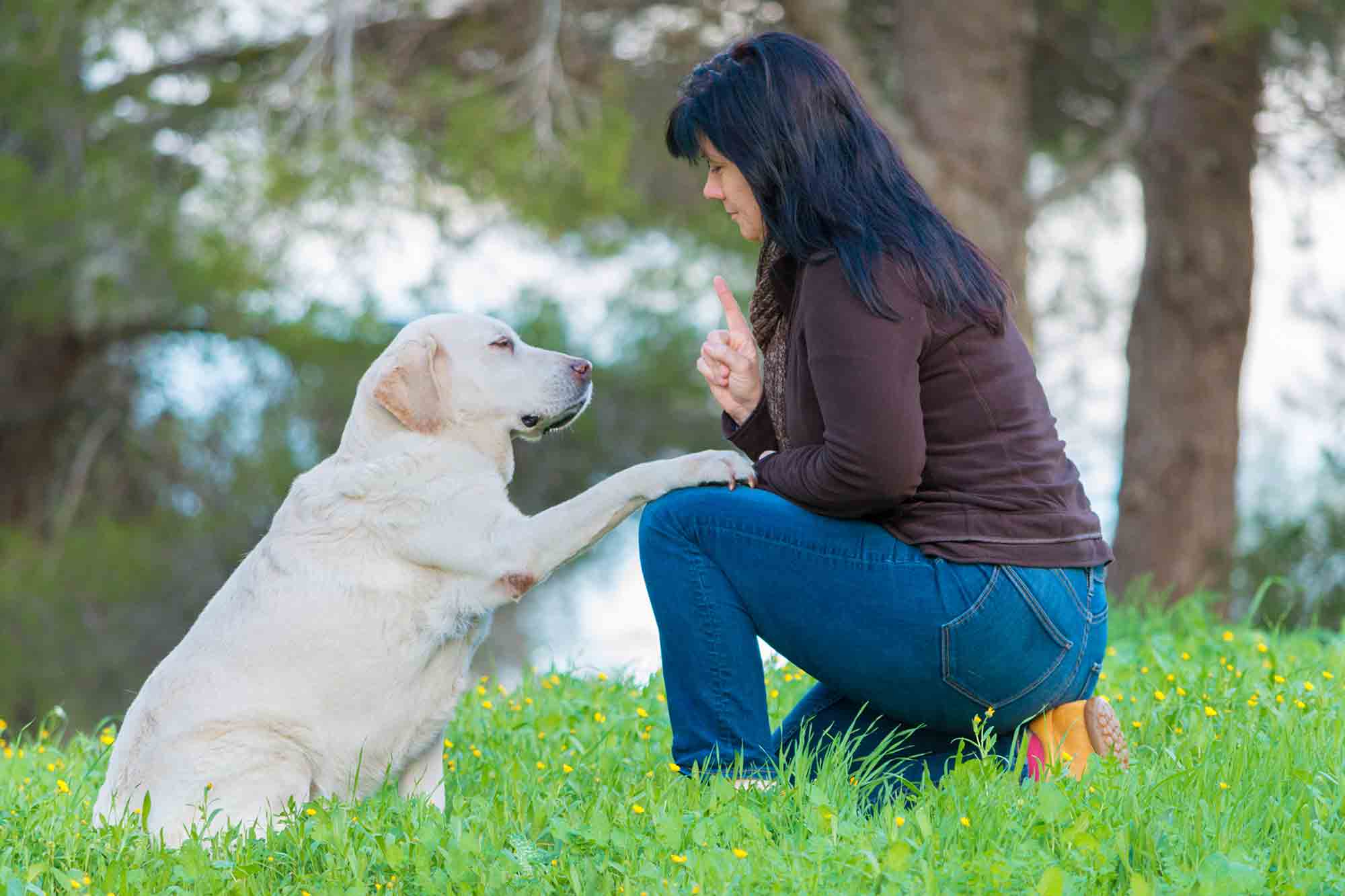 Can Older Dogs Learn New Tricks?