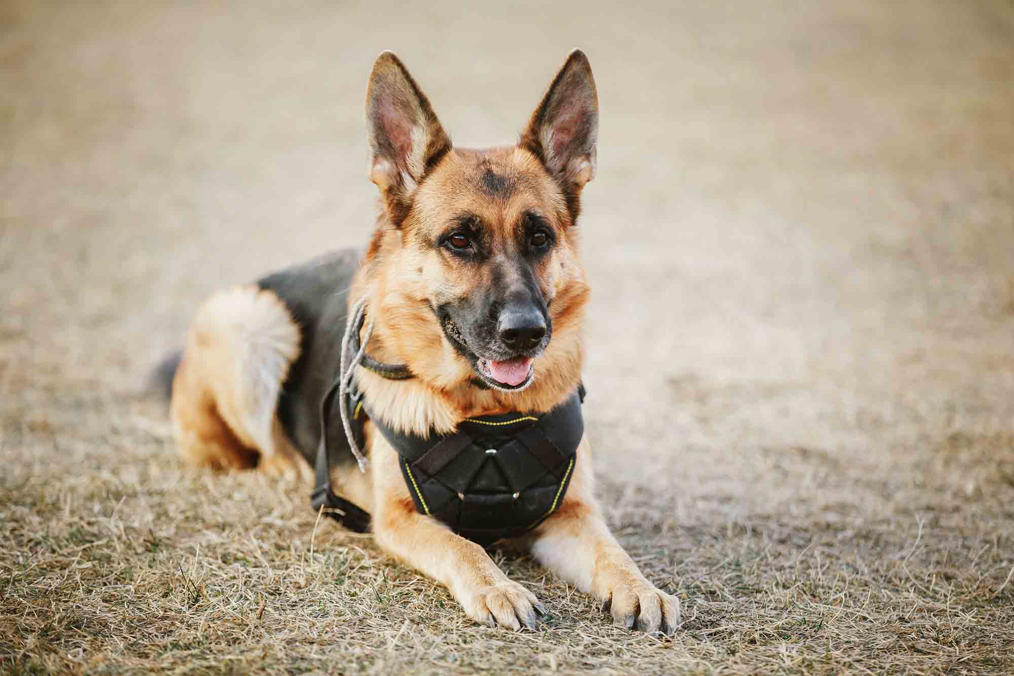 Bravery Afar, Heroes at Home: Honoring Canine Veterans