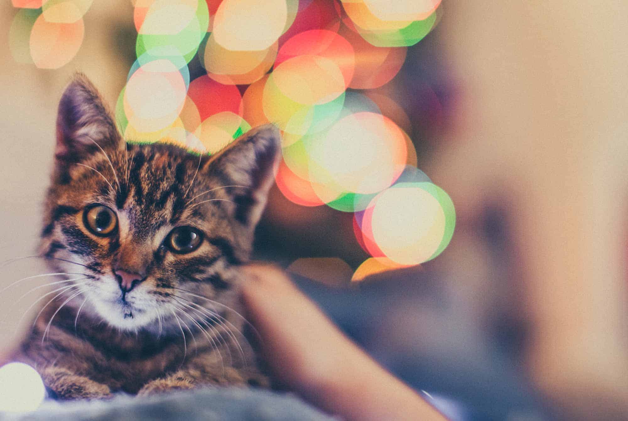 Holidays With Pets: What New Pet Owners Need To Know