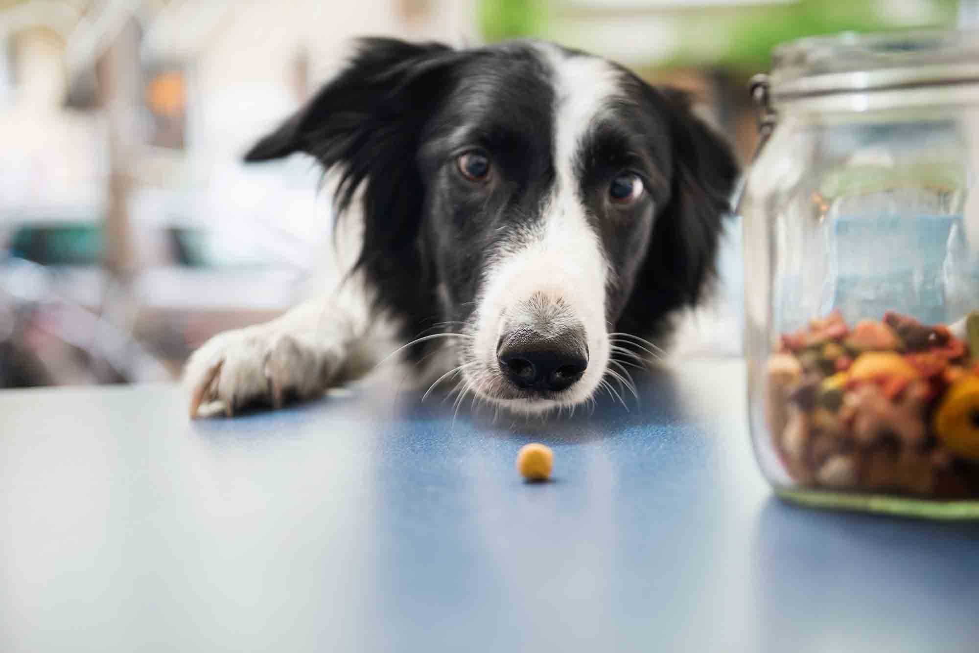 A Healthy New Year: Tackling Pet Obesity in 2018