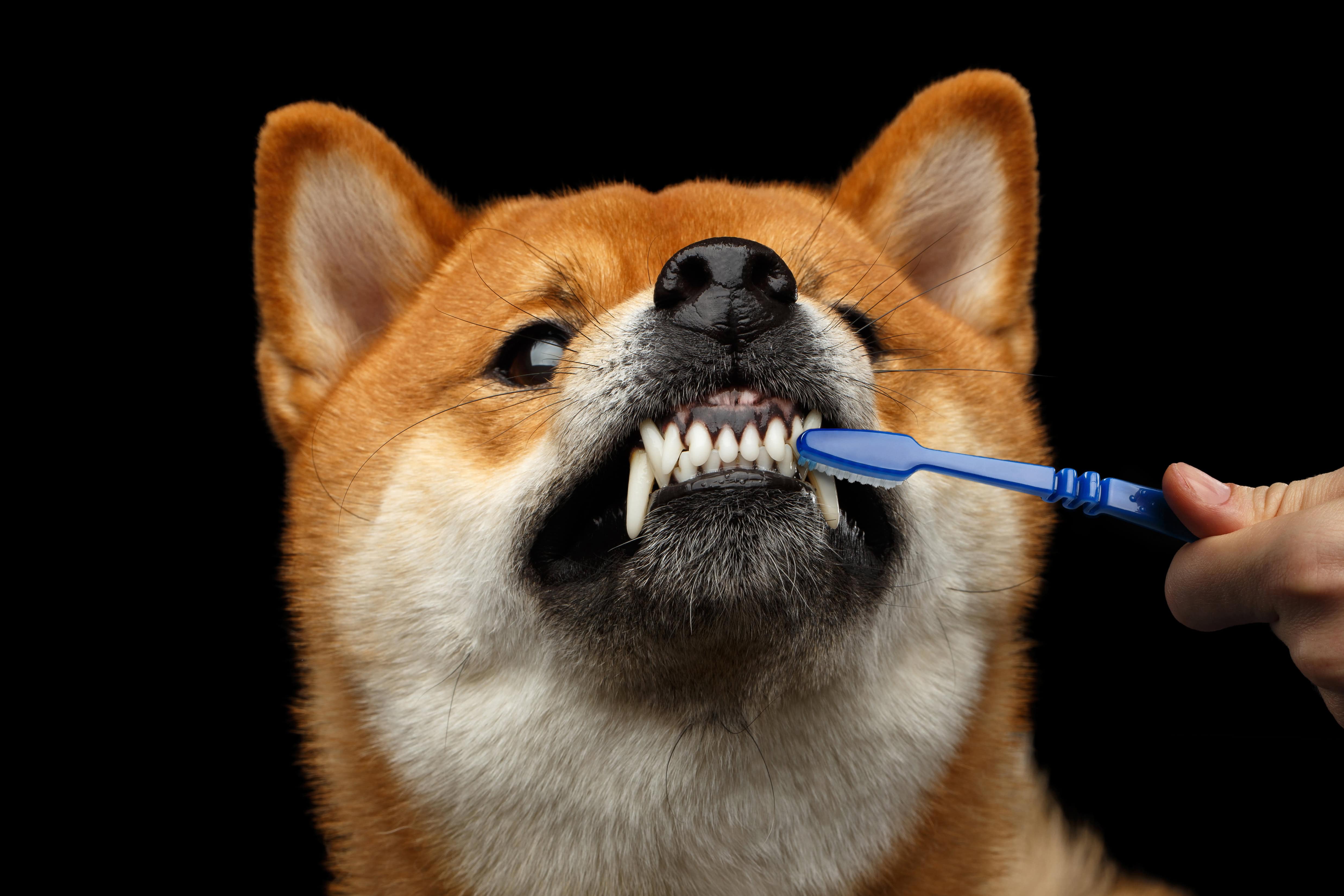 Decoding the Pet Dental Exam