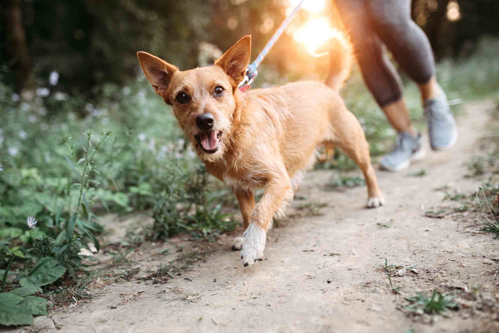 Fitness for Fido: How Much Exercise Does a Pet Really Need?