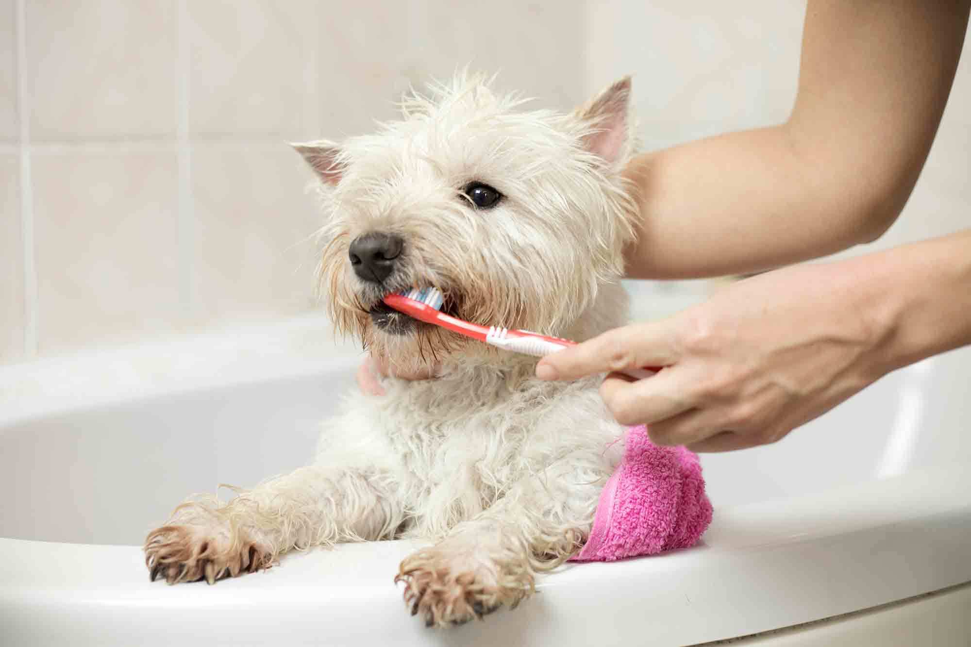 Unlock Amazing Pet Oral Health with These Simple Steps