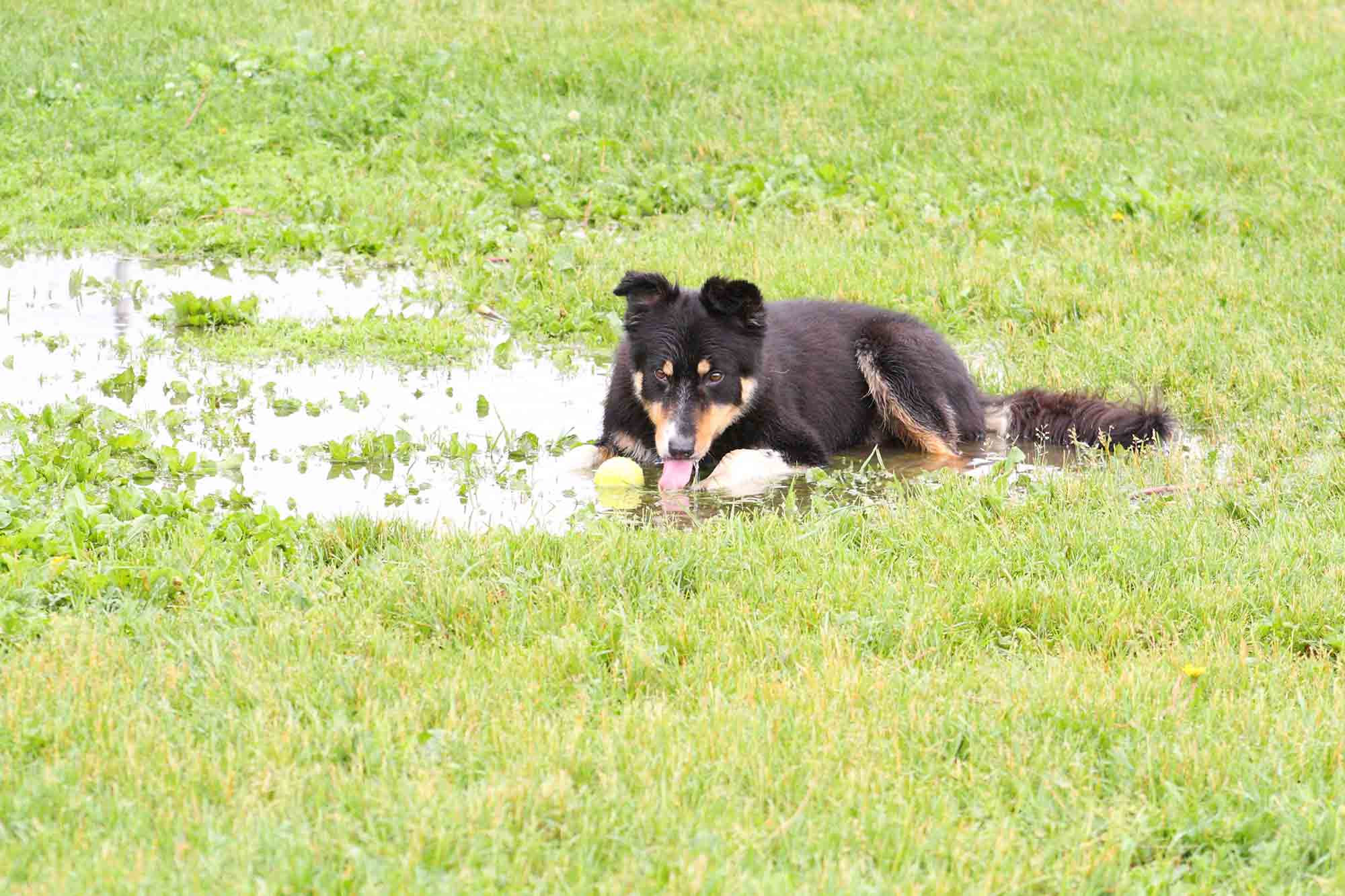 Know the Risks: Your Pet, Wildlife, and Leptospirosis