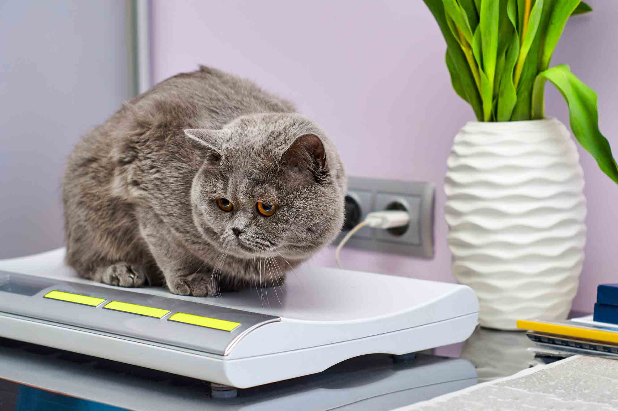 Is Pet Weight Gain a Seasonal Phenomenon? How to Slim Down This Spring