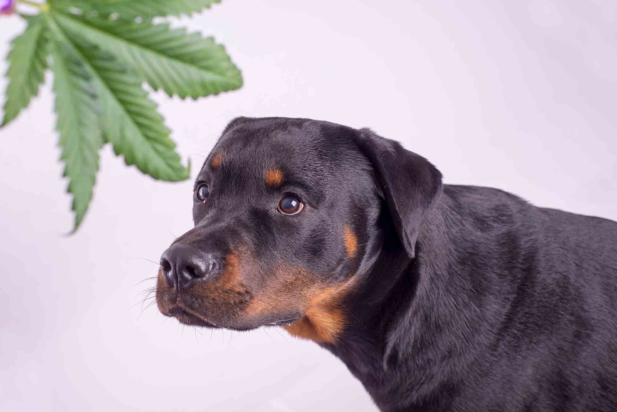 Dazed and in Danger: What You Need to Know About Pot and Pets