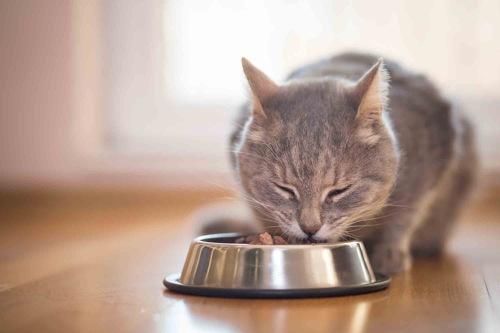 The Right Stuff: Choosing the Perfect Food for Your Pet