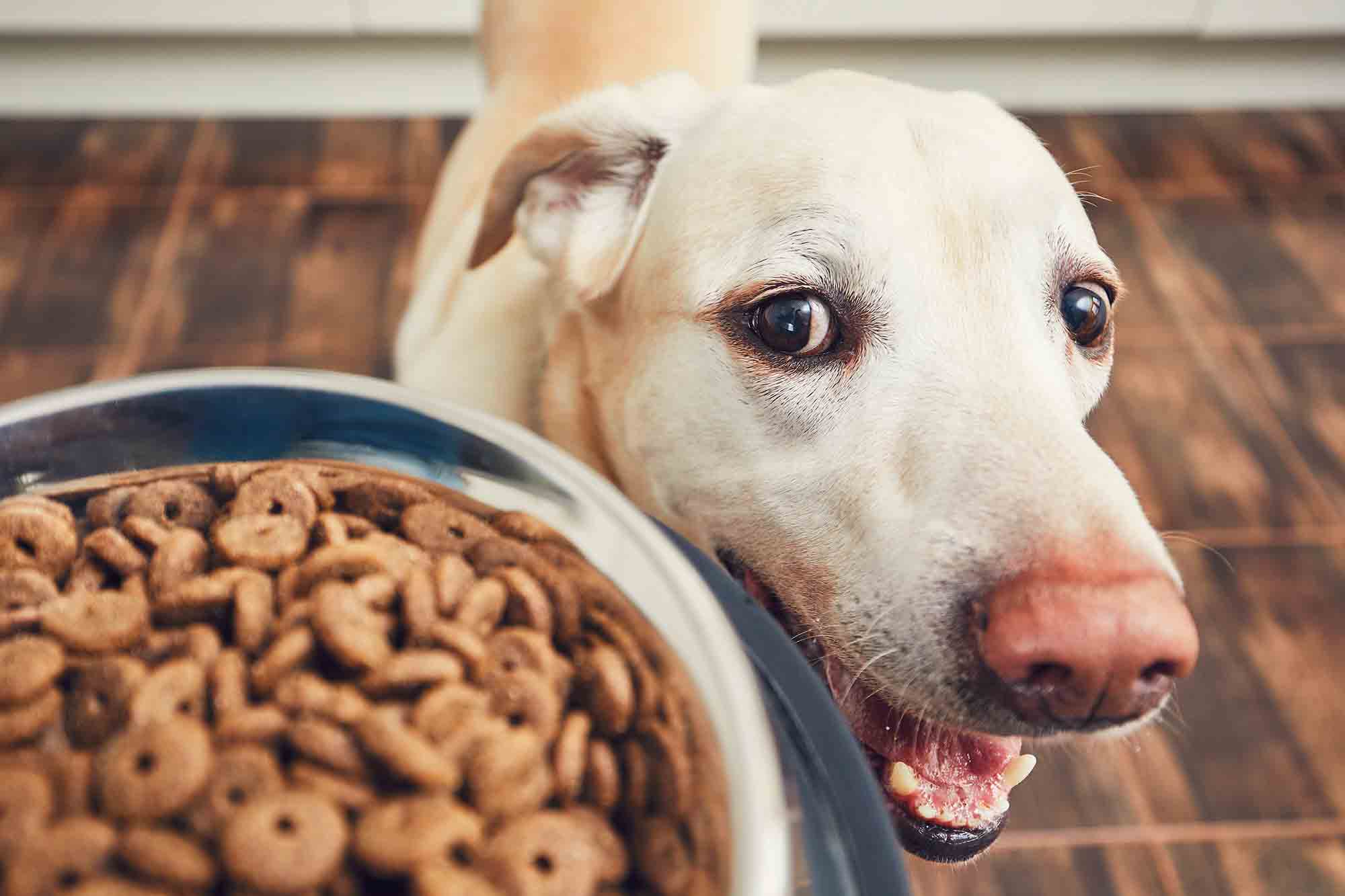 Therapeutic Diets for Pets: Why Nutrition Can Benefit Pets With Medical Conditions