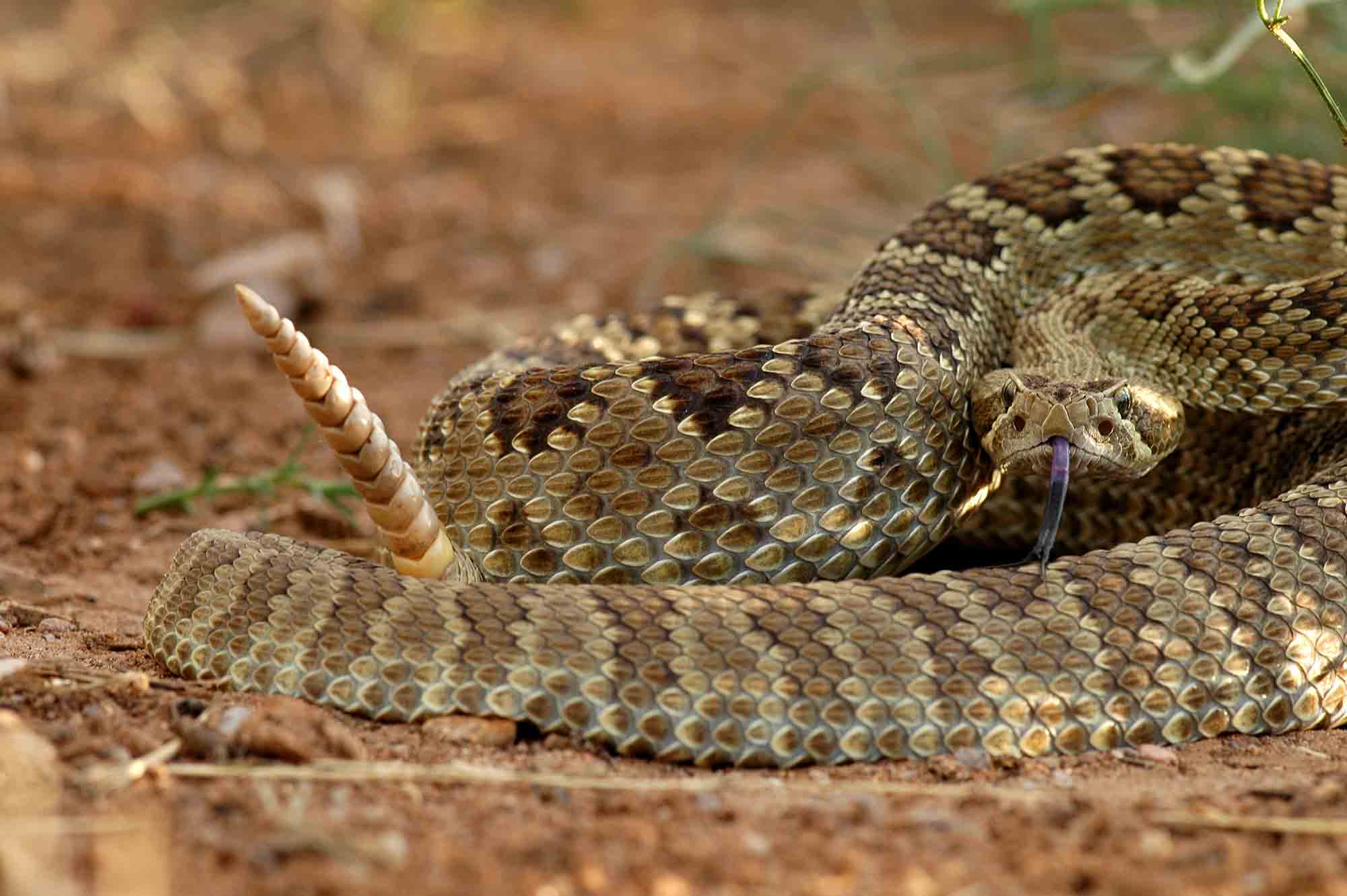 Understanding Your Pet’s Risk and the Rattlesnake Vaccination