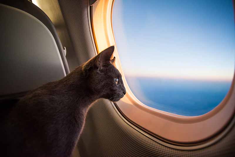 A Strange New World: All About Airline Regulations for Pets