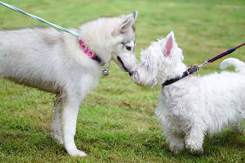 Good Manners, Good Fun: Dog Park Etiquette 101