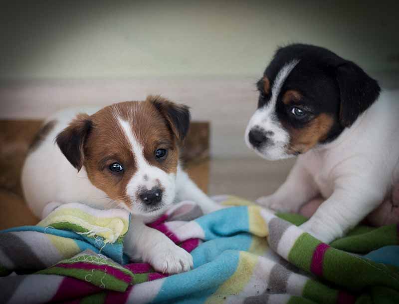 Socialize Your Puppy: The When’s, Why’s, and How’s