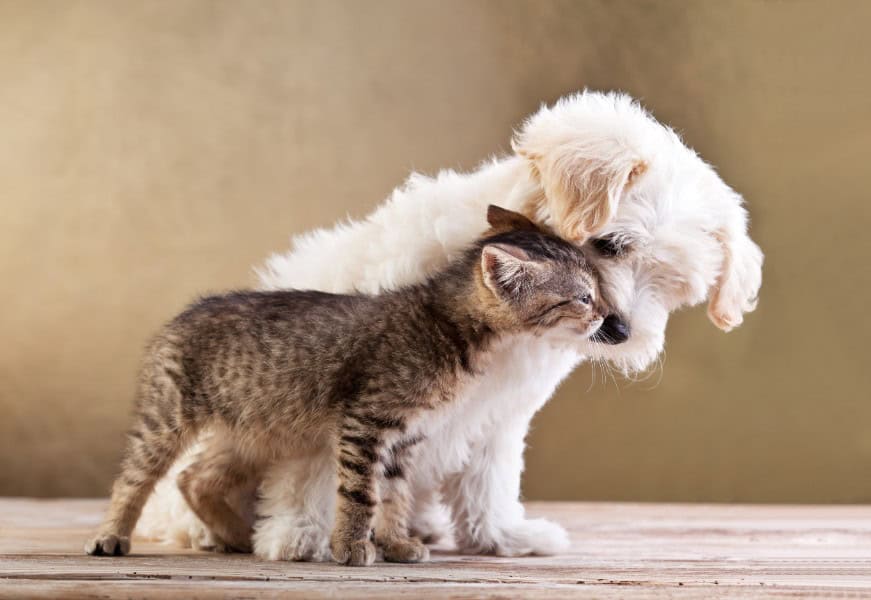 The Principles of Puppy and Kitten Wellness Exams