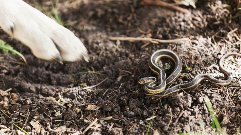 What’s that SSSSound? Snake Safety for Pets 101