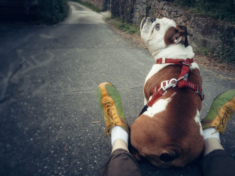 A dog sitting between their companion's legs